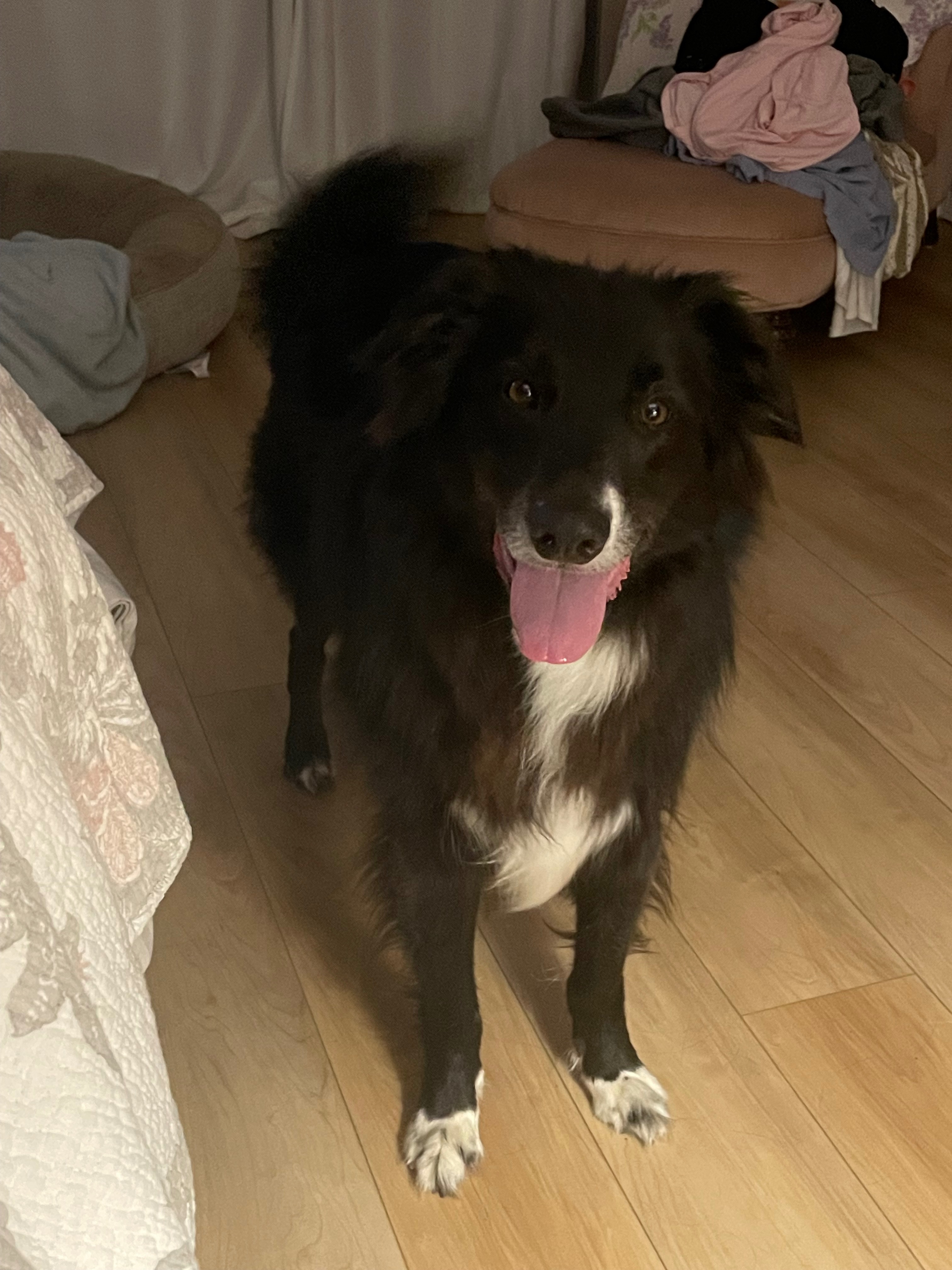 Help Apollo Breathe! Emergency Vet Fund campaign photo, 6 of 7