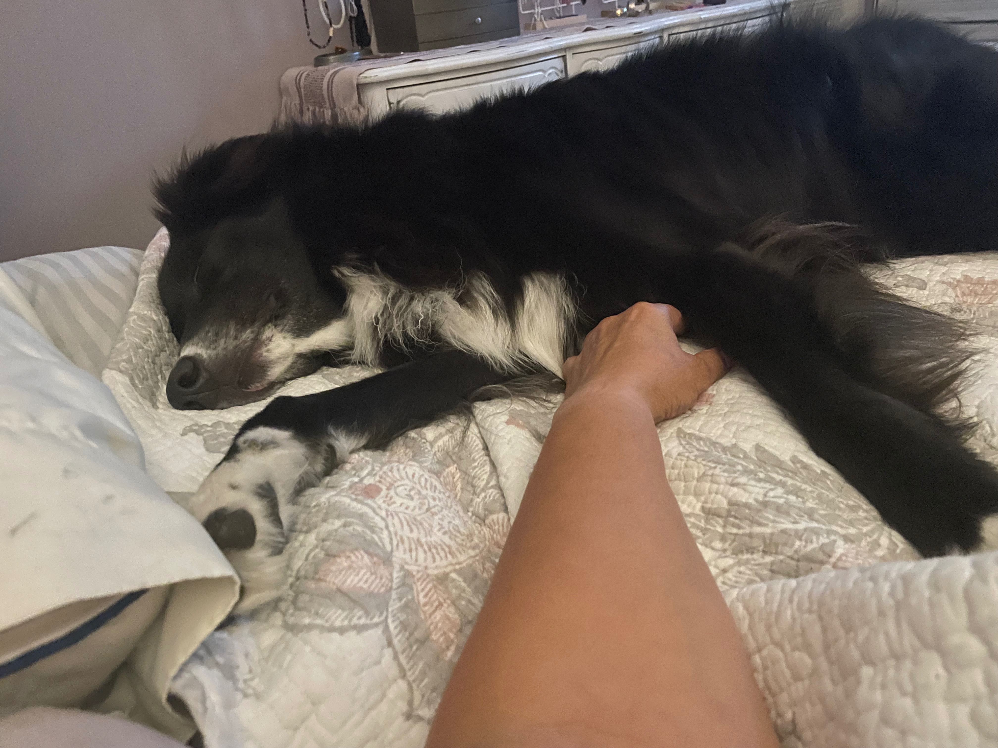 Help Apollo Breathe! Emergency Vet Fund campaign photo, 2 of 7