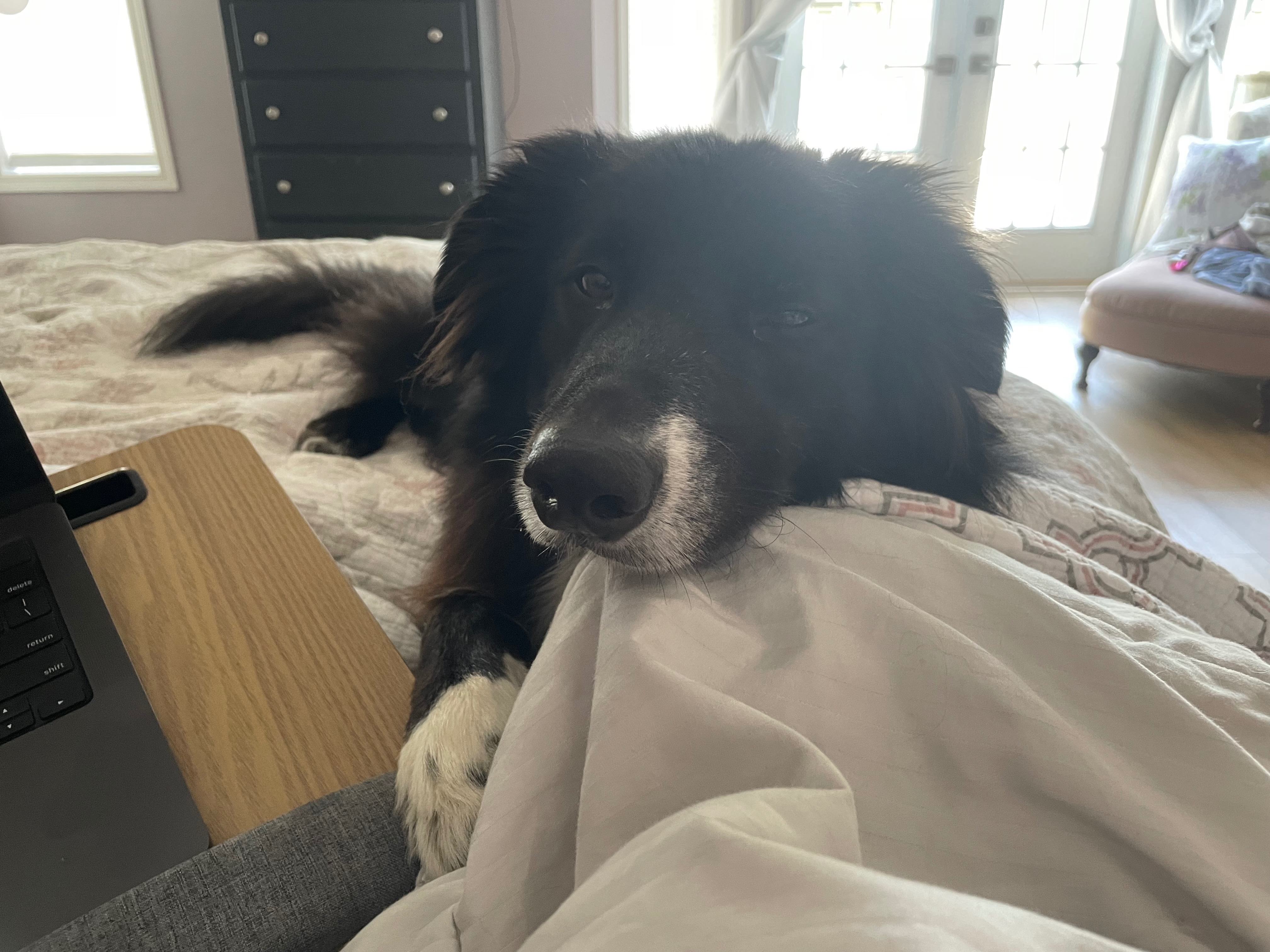 Help Apollo Breathe! Emergency Vet Fund campaign photo, 5 of 7