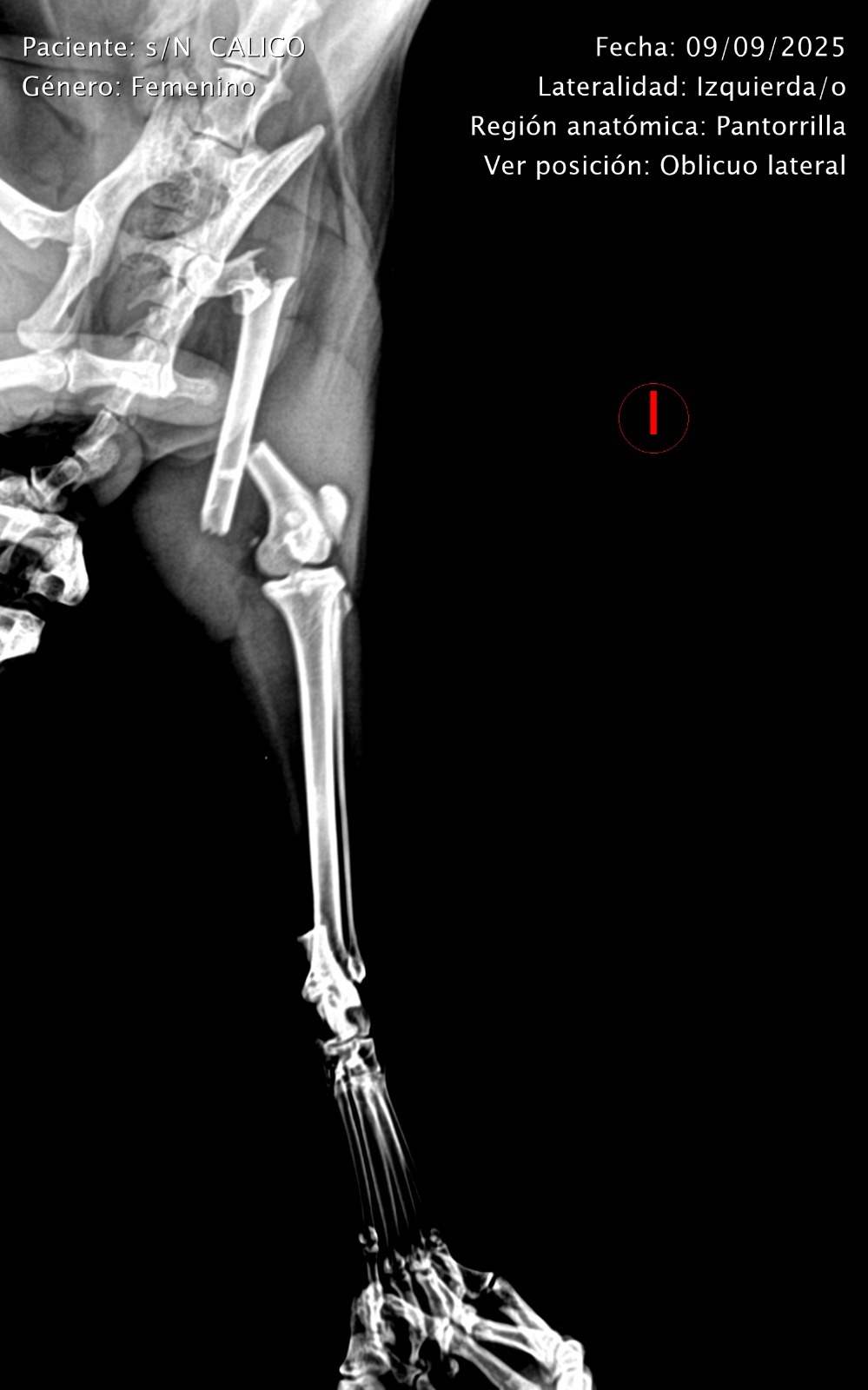 Ayuda a esta GATITA con CUATRO FRACTURAS campaign photo, 5 of 8