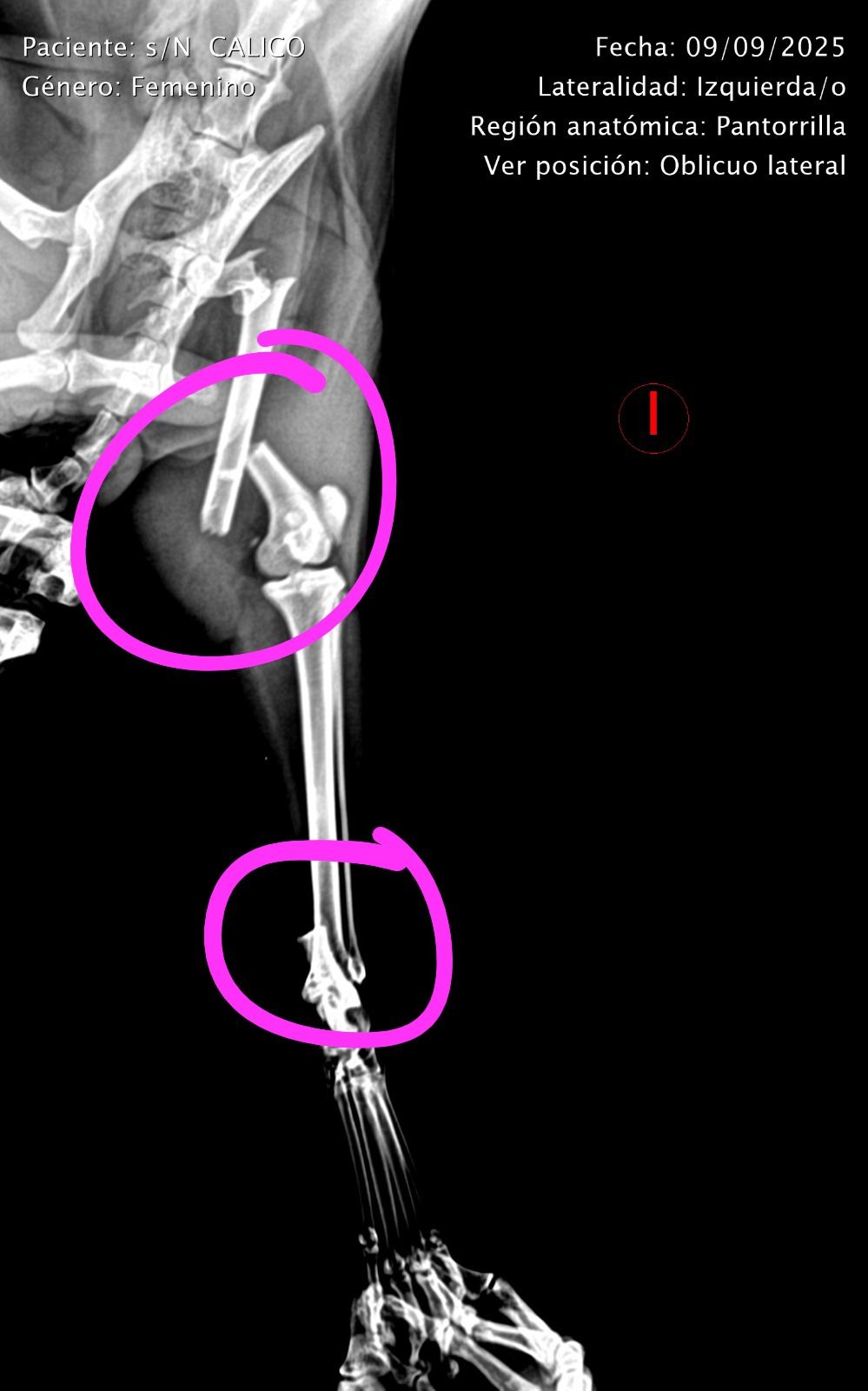 Ayuda a esta GATITA con CUATRO FRACTURAS campaign photo, 6 of 8