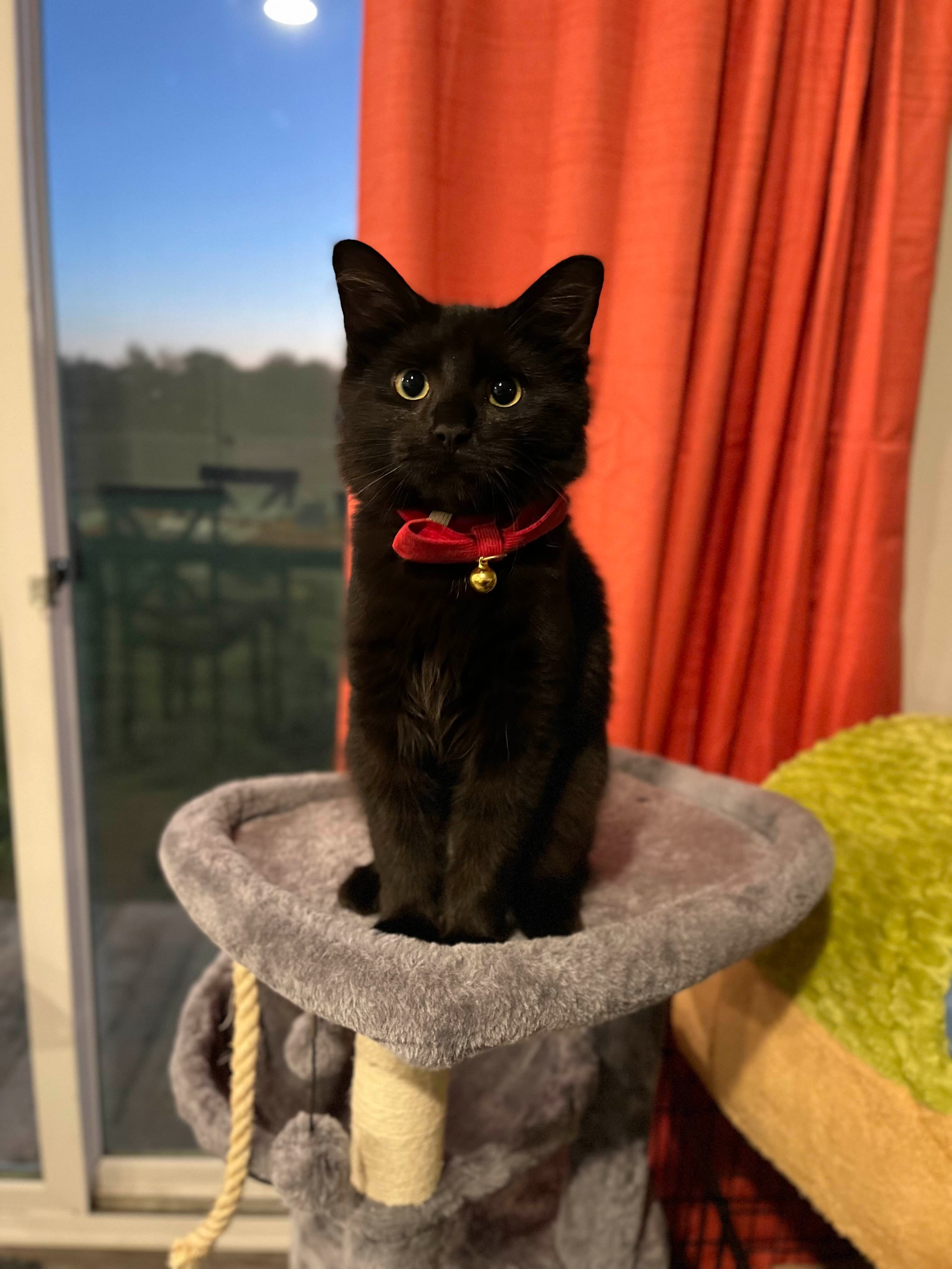 Help Moth the Kitten Fight Kidney Failure campaign photo, 4 of 5