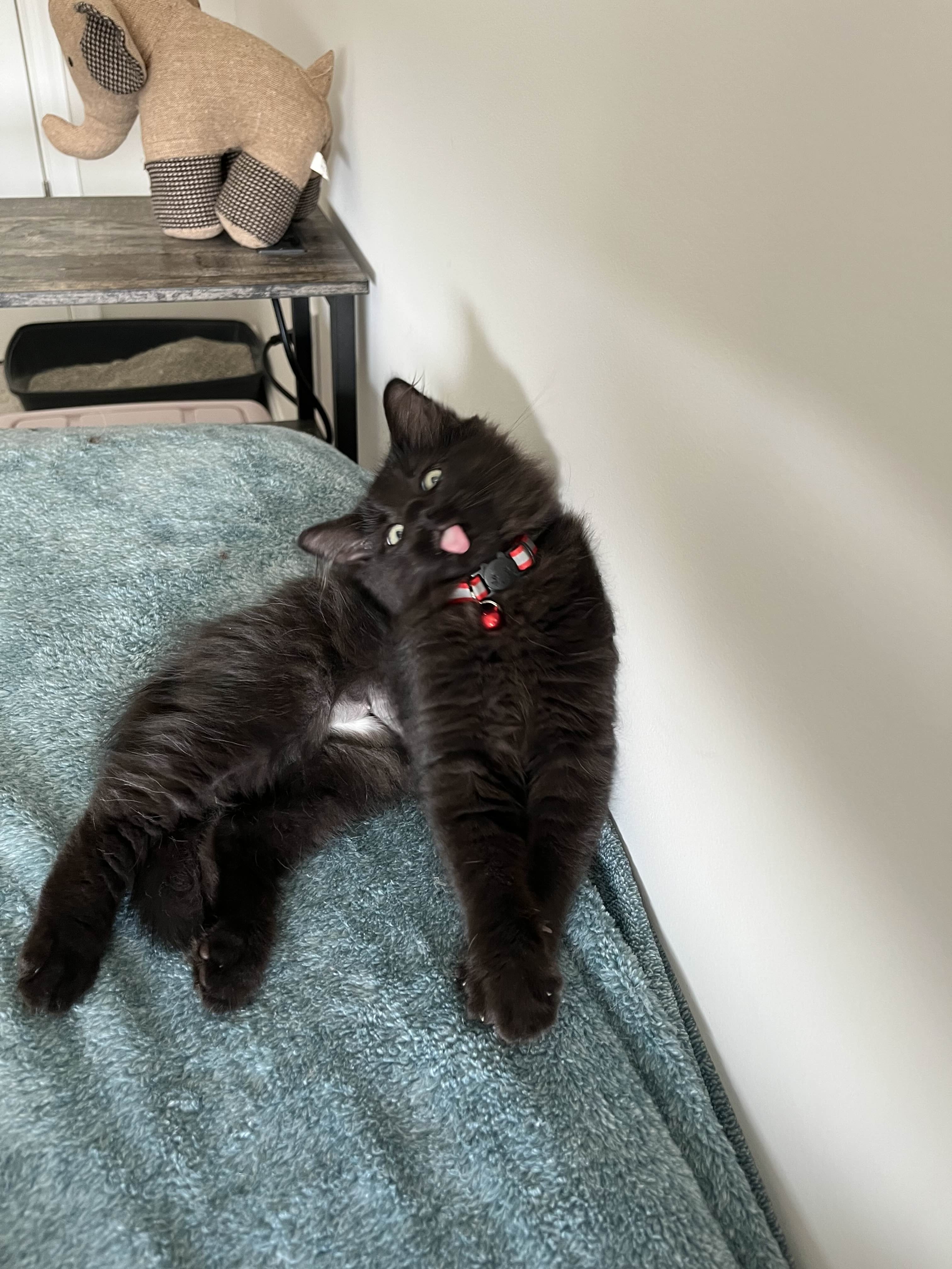 Help Moth the Kitten Fight Kidney Failure campaign photo, 2 of 5