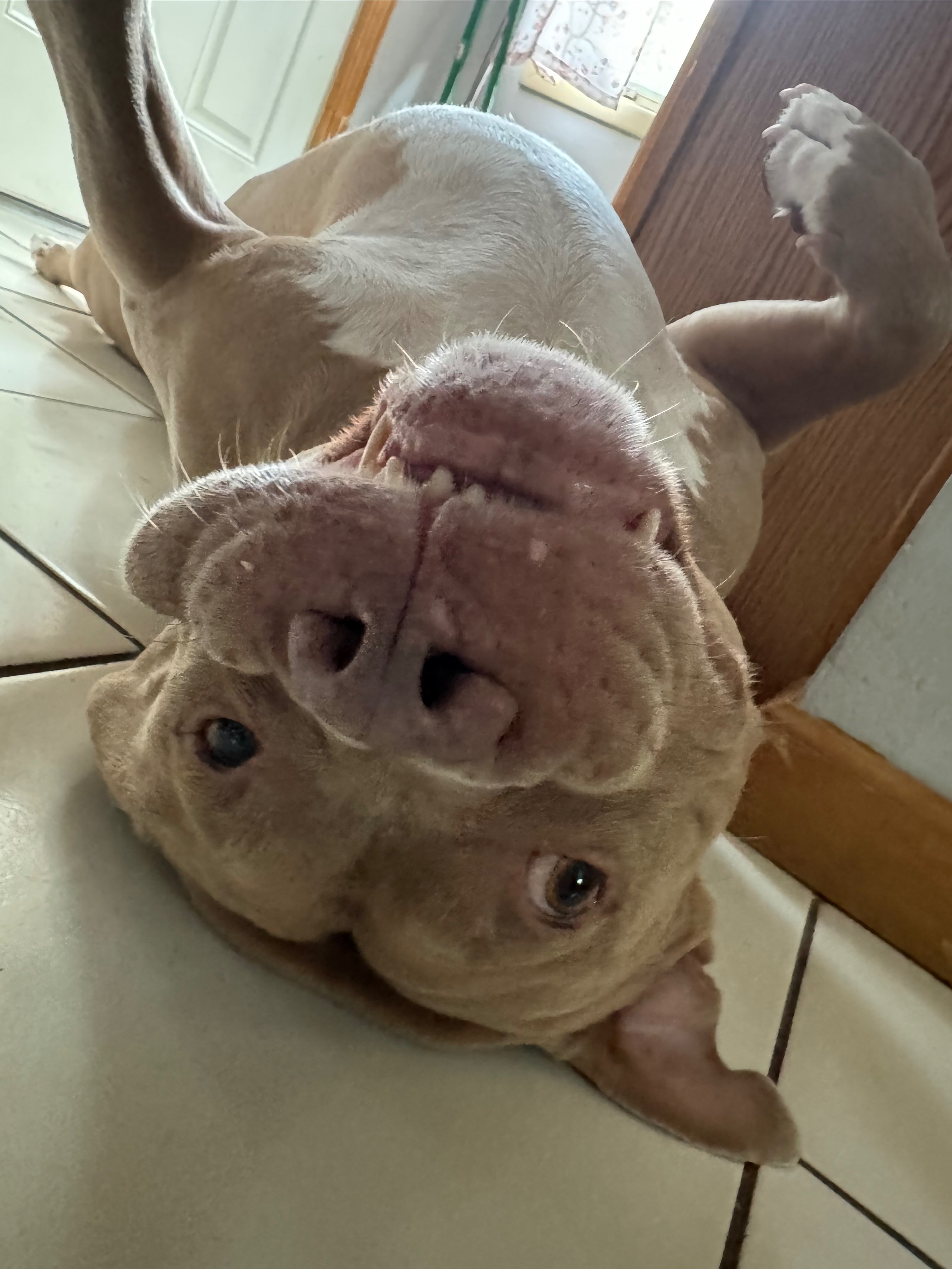 Help Cover Jack's Unexpected Vet Bills campaign photo, 7 of 8