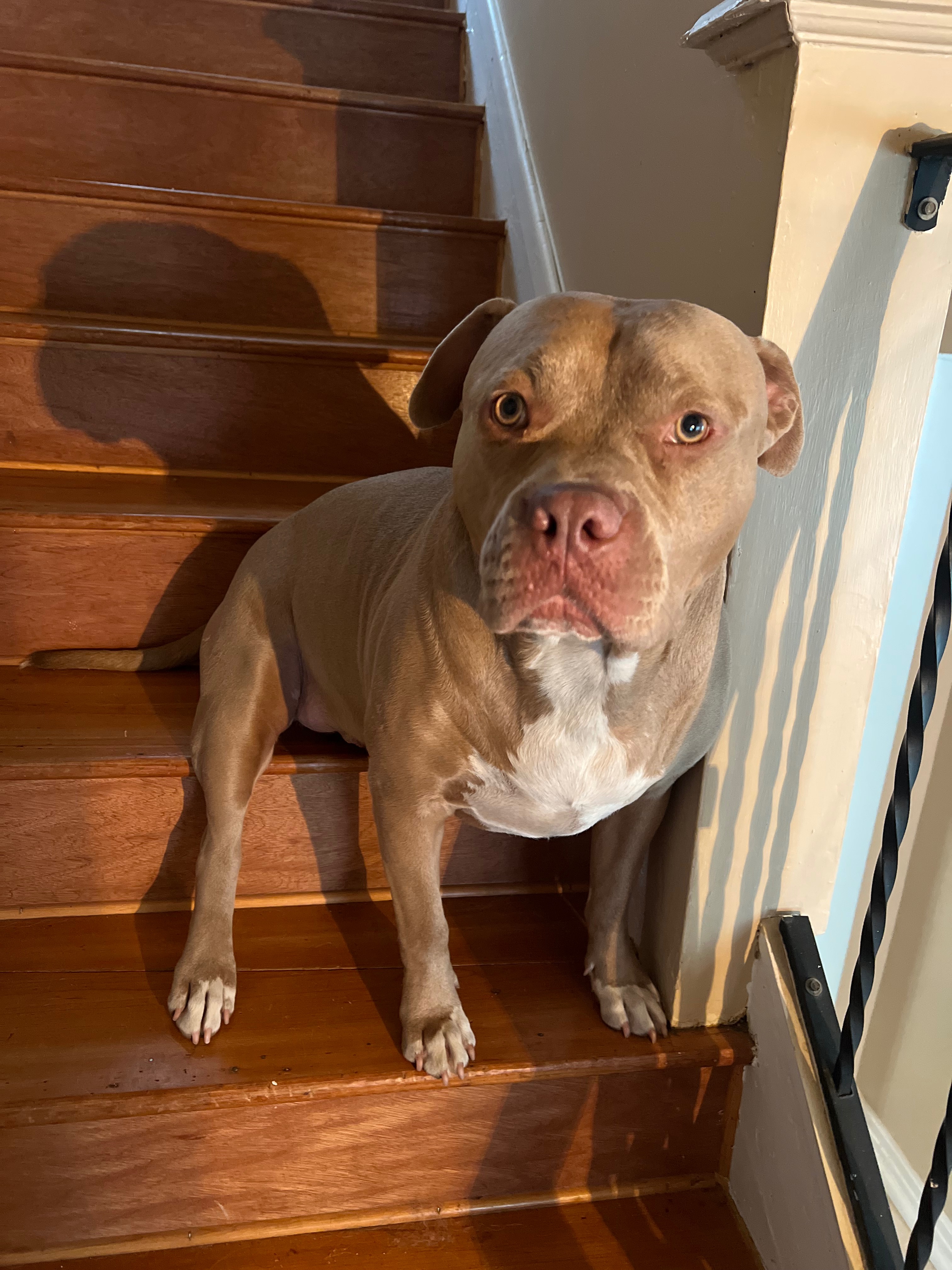Help Cover Jack's Unexpected Vet Bills campaign photo, 4 of 8