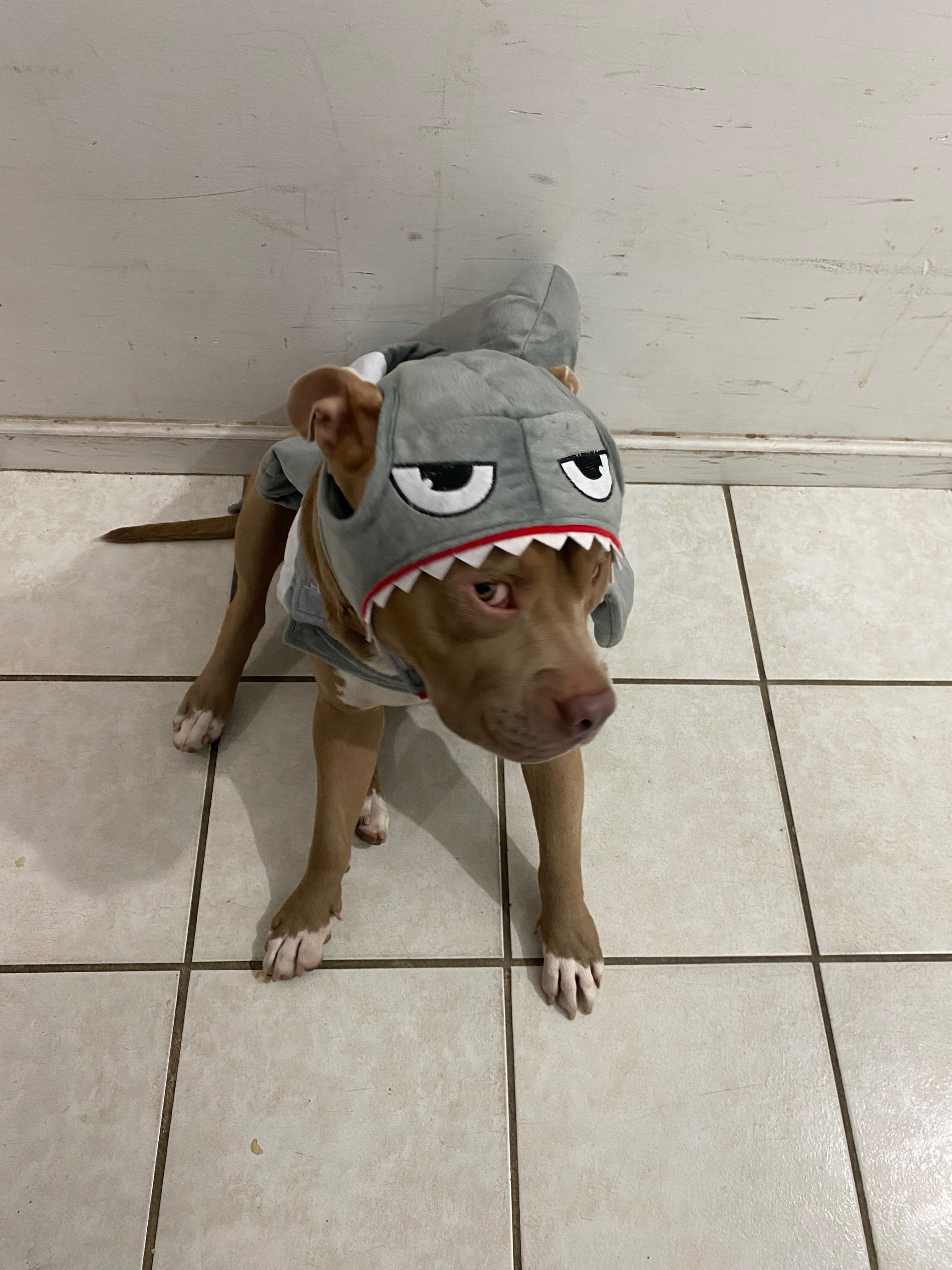 Help Cover Jack's Unexpected Vet Bills campaign photo, 5 of 8