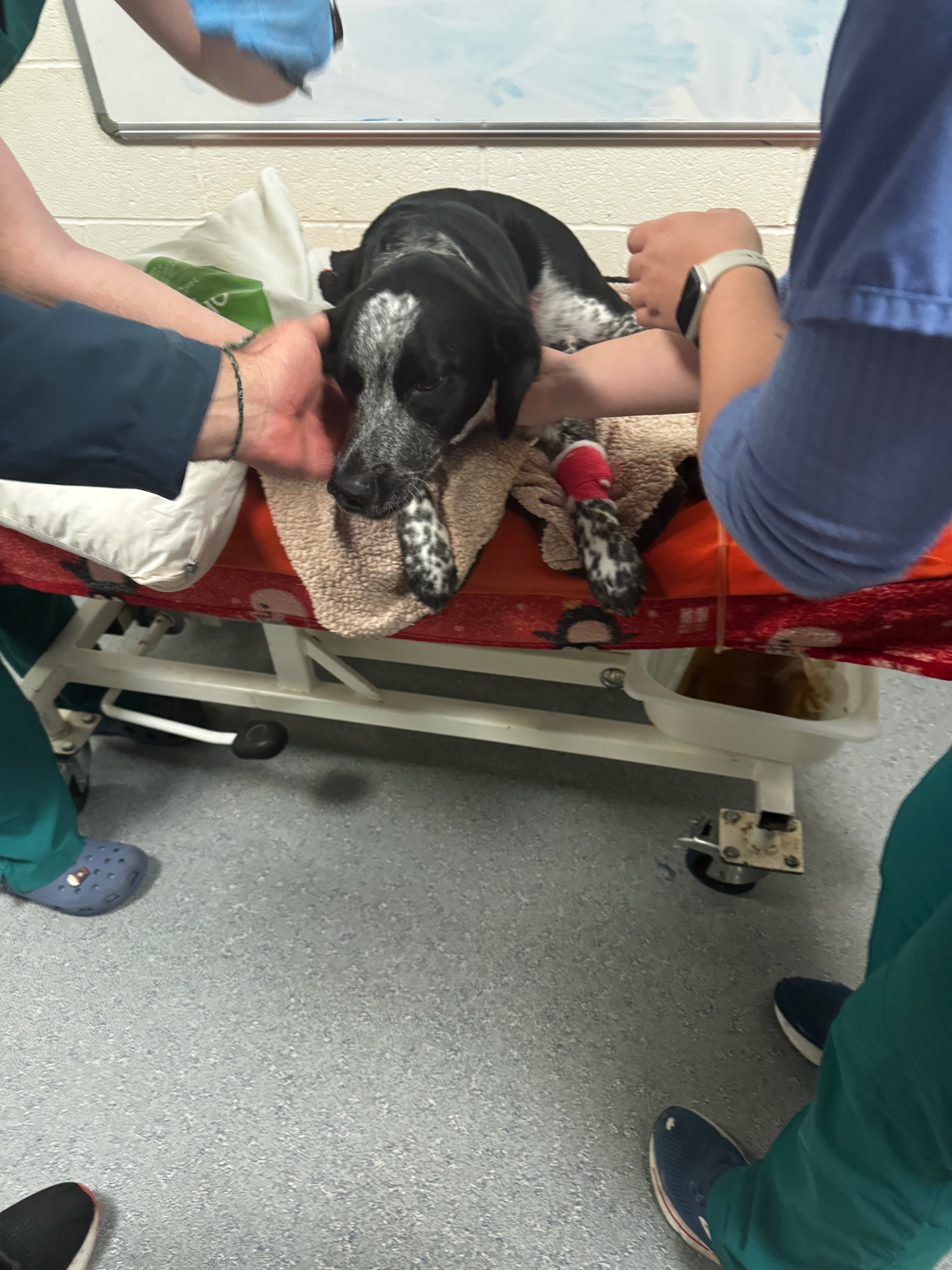 Help us to Save Dorris Murphy leg. campaign photo, 2 of 5