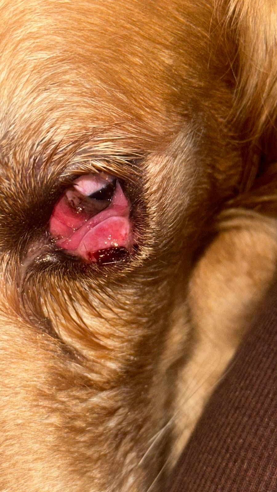 Urgent care needed for Nala my golden retriever campaign photo, 7 of 8