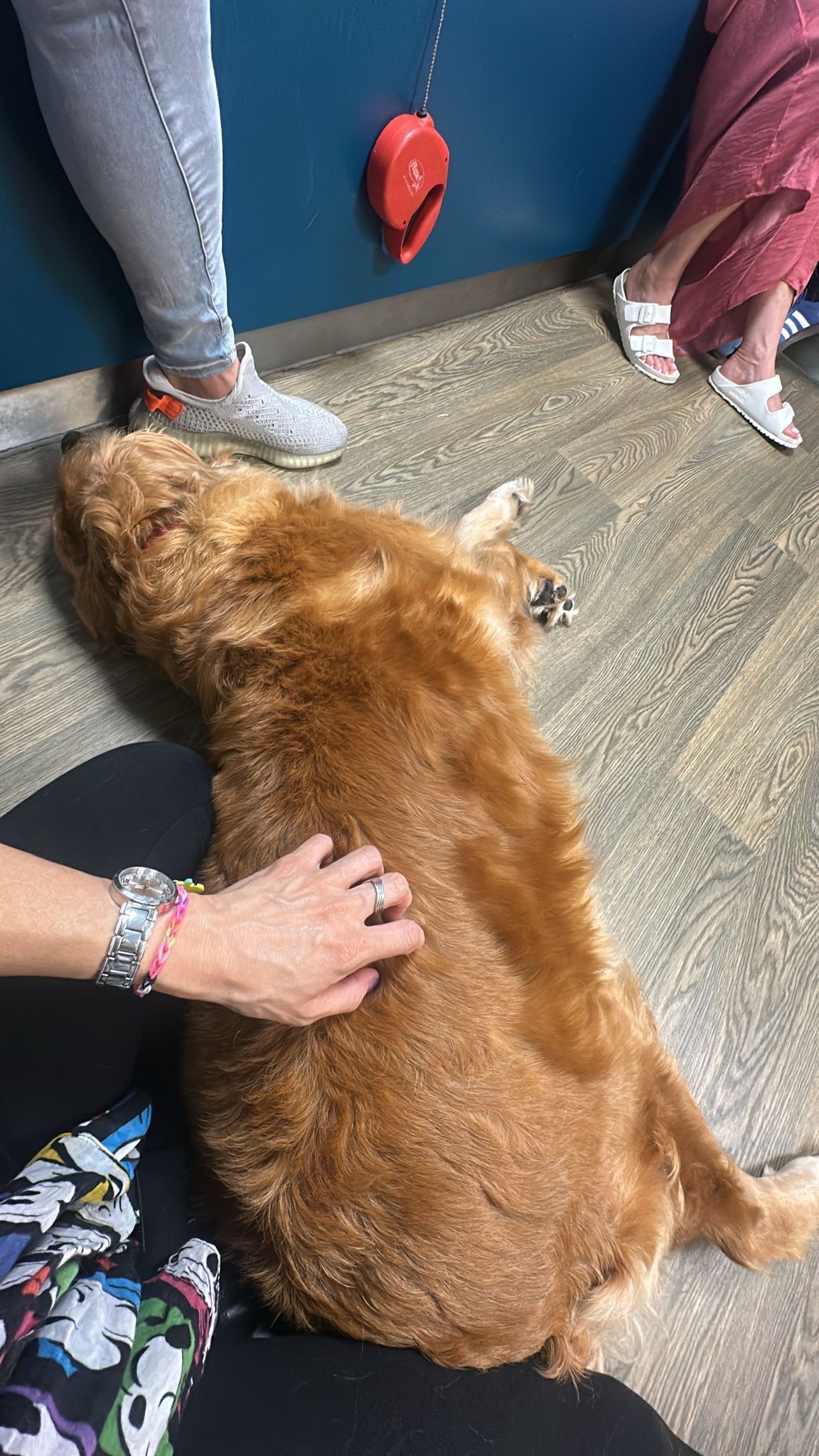Urgent care needed for Nala my golden retriever campaign photo, 2 of 8