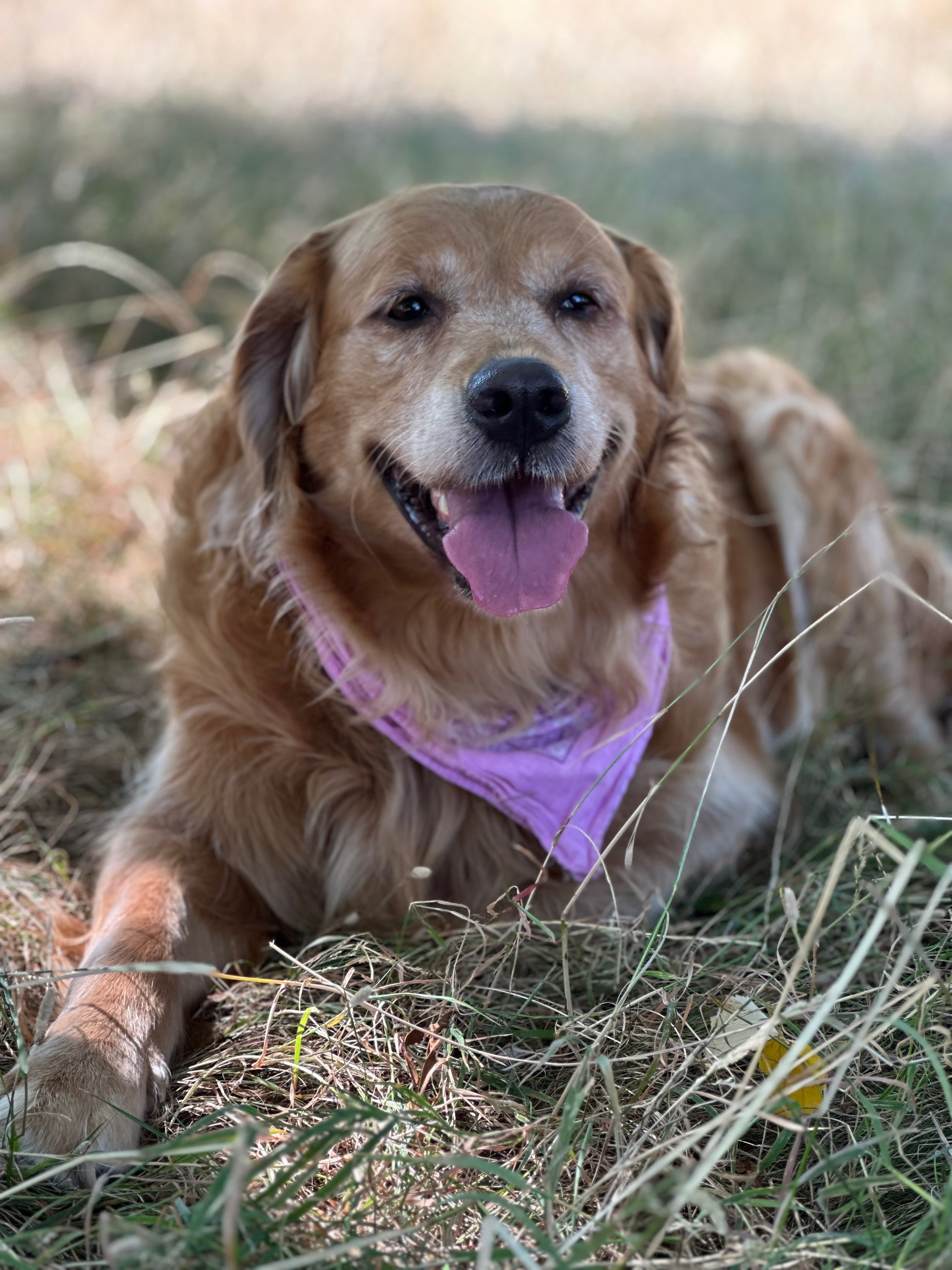 Urgent care needed for Nala my golden retriever campaign photo, 4 of 8
