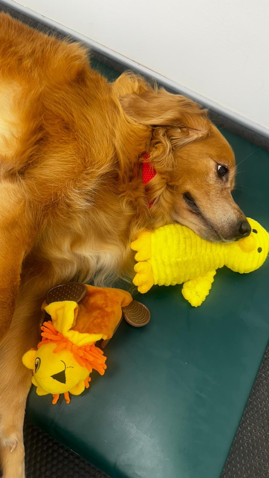 Urgent care needed for Nala my golden retriever campaign photo, 6 of 8
