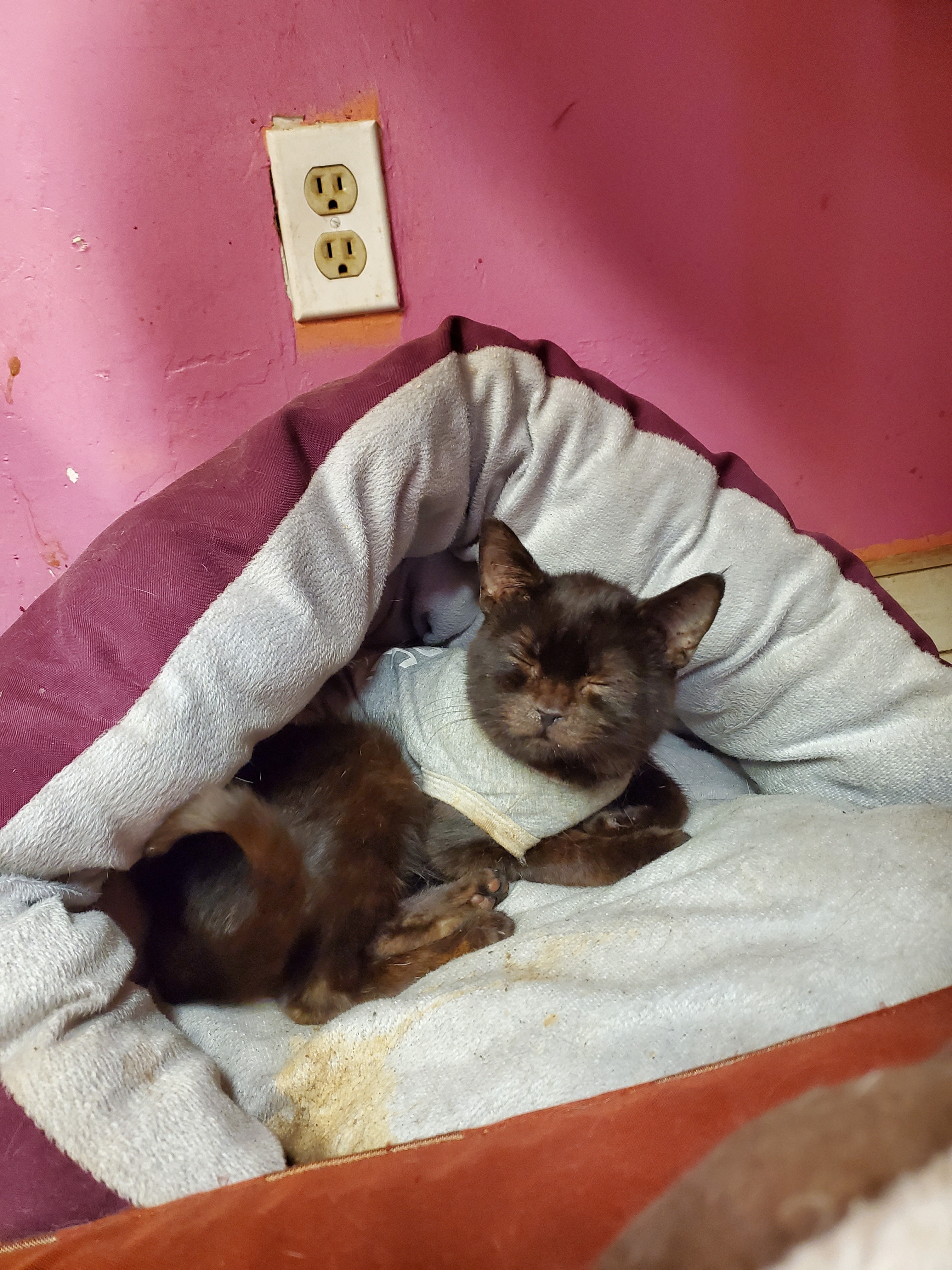 Help Annemarie Rescue 47 Pets & Rebuild Home campaign photo, 2 of 8