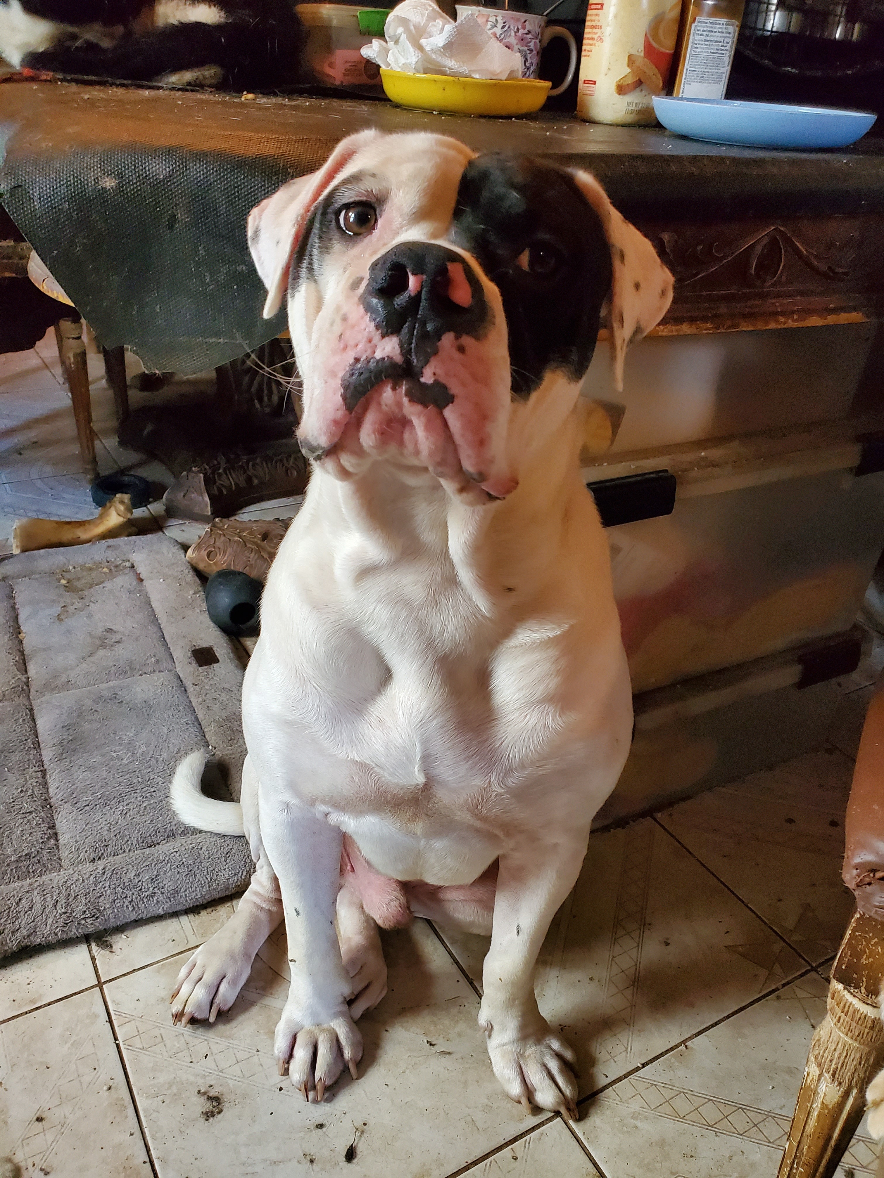 Help Annemarie Rescue 47 Pets & Rebuild Home campaign photo, 5 of 8