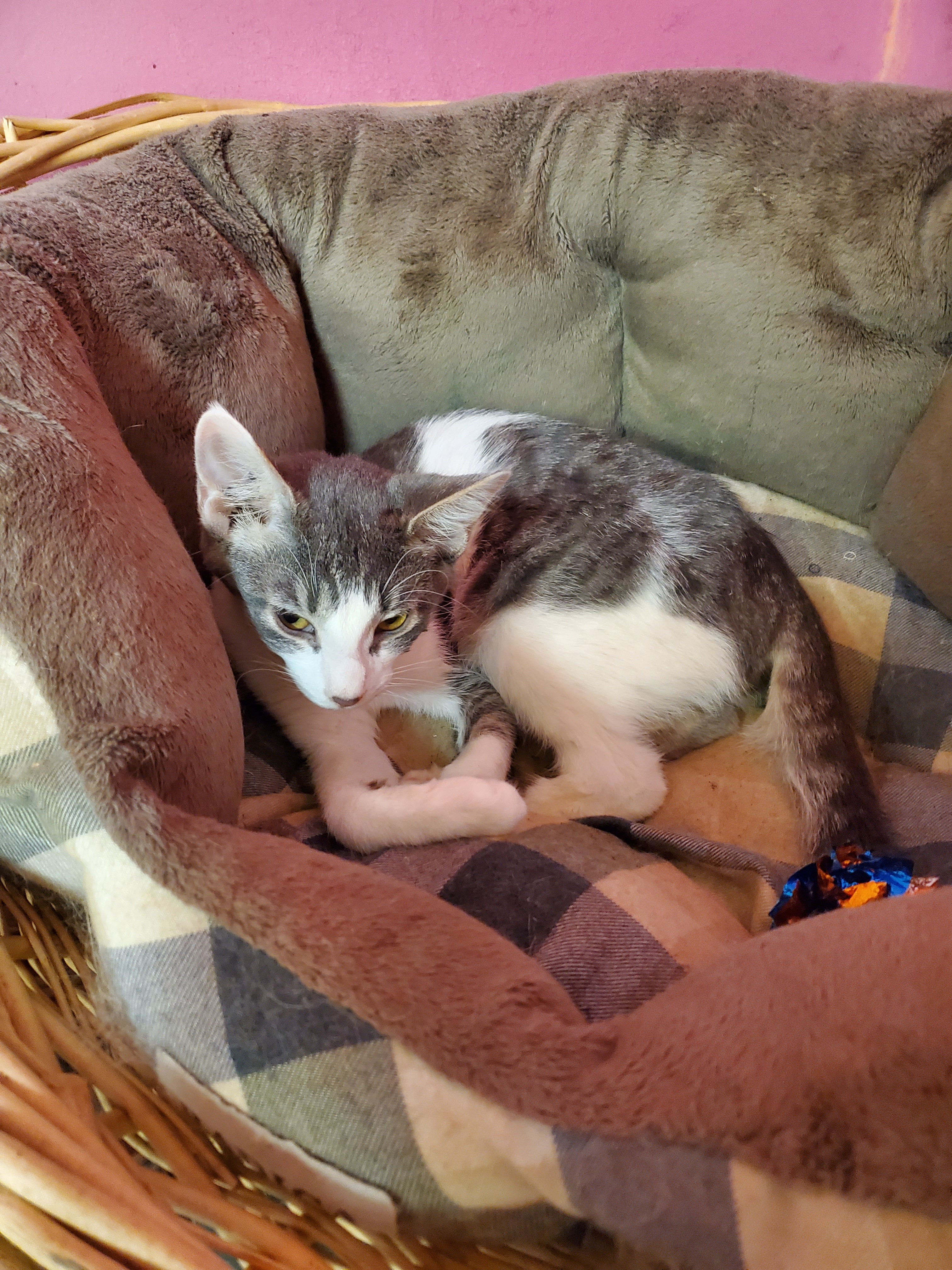 Help Annemarie Rescue 47 Pets & Rebuild Home campaign photo, 6 of 8