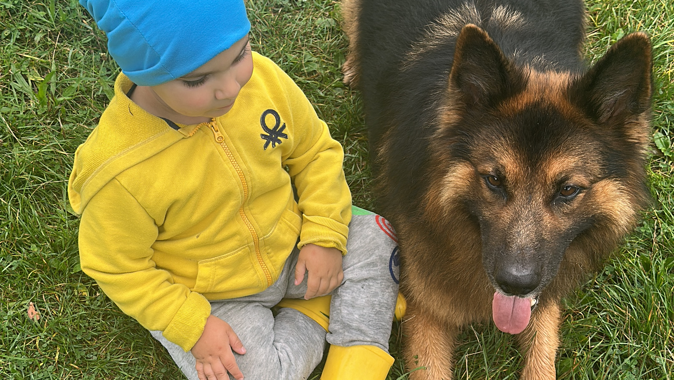 Rocky (Schäferhund) will Leben ! photo