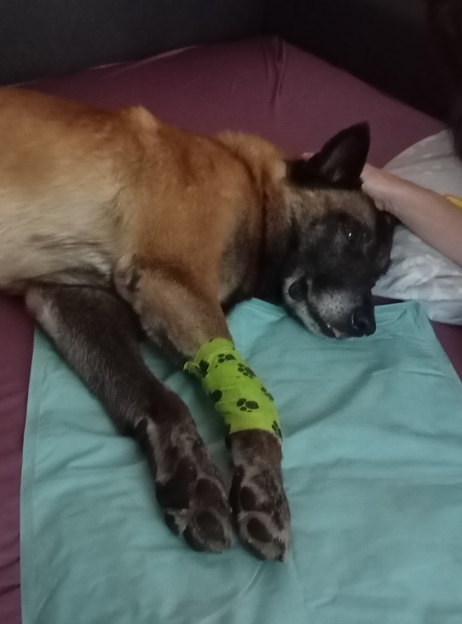 Mein kranker Hund-Dingo ist gestorben - Schulden geblieben campaign photo, 6 of 7