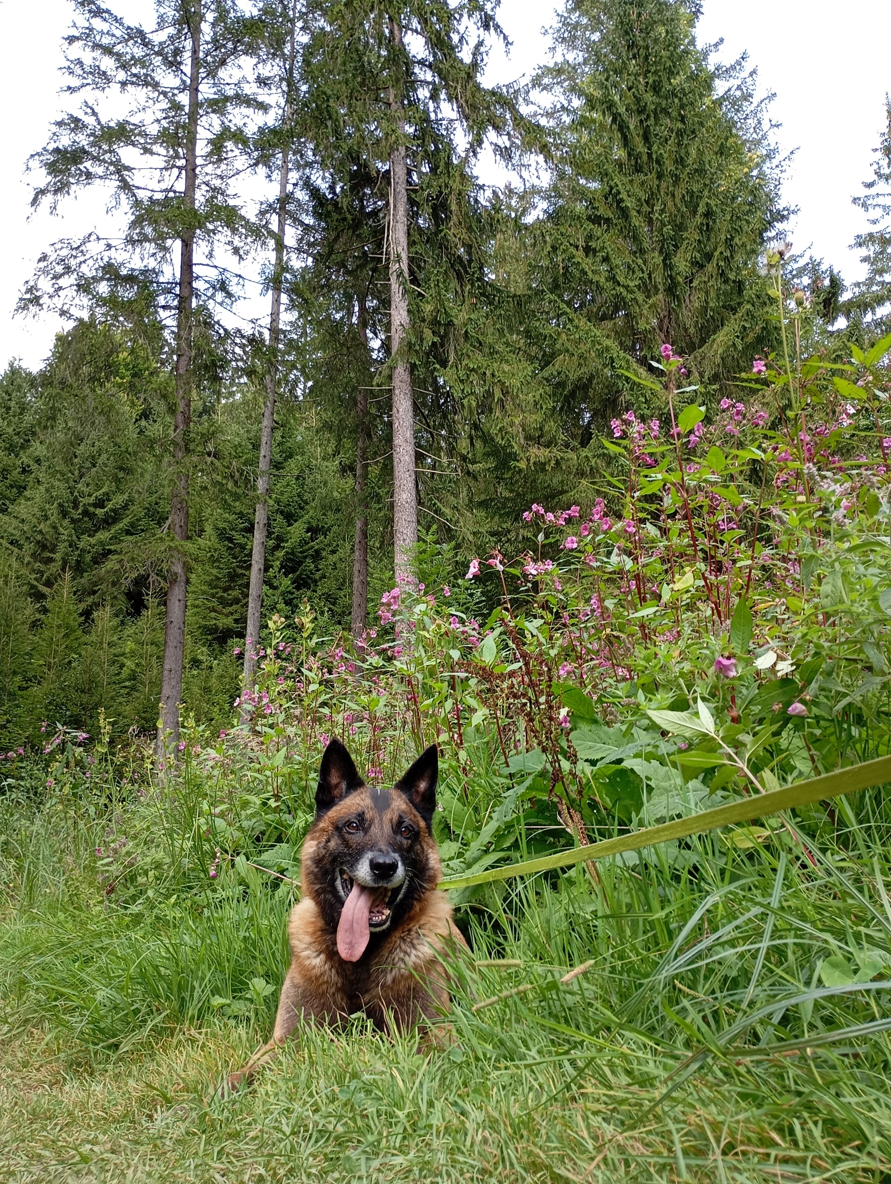 Mein kranker Hund-Dingo ist gestorben - Schulden geblieben campaign photo, 2 of 7