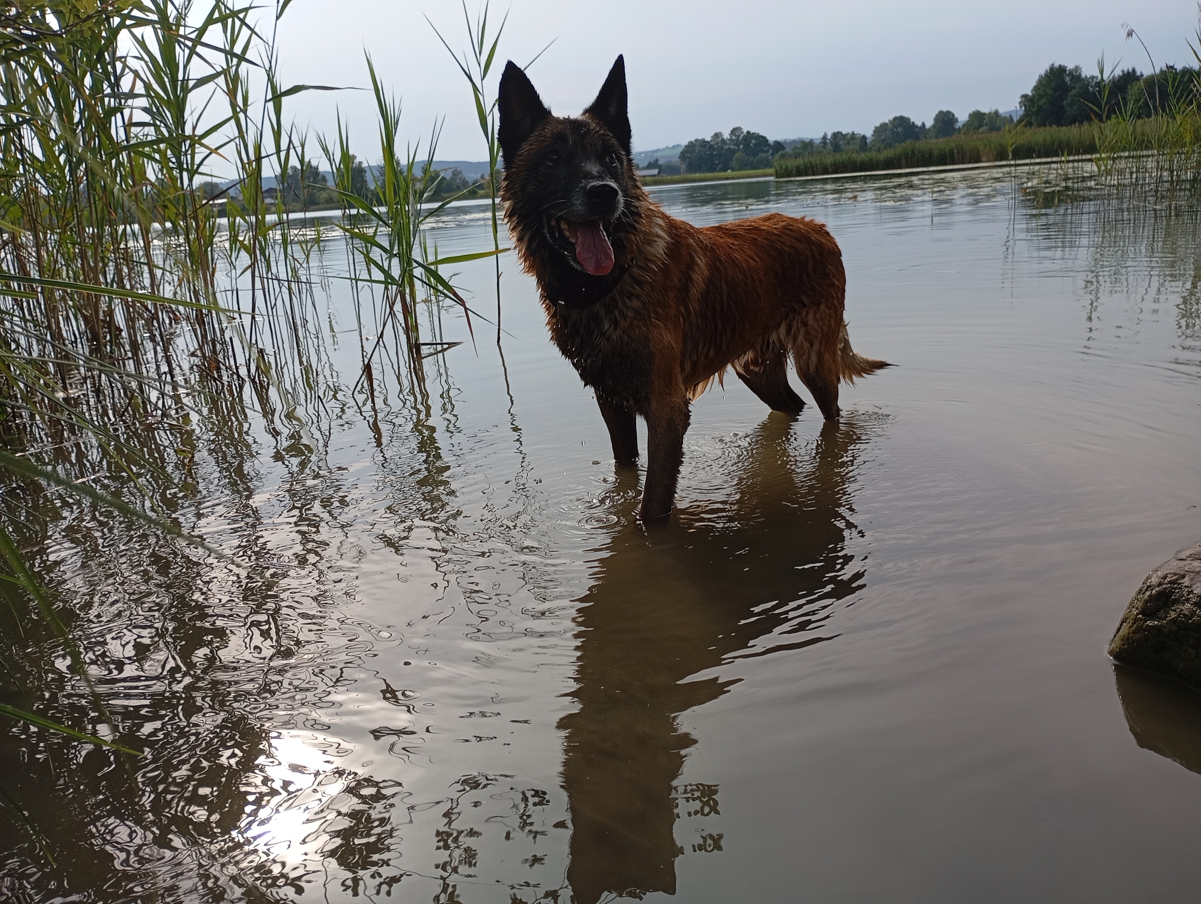 Mein kranker Hund-Dingo ist gestorben - Schulden geblieben campaign photo, 4 of 7
