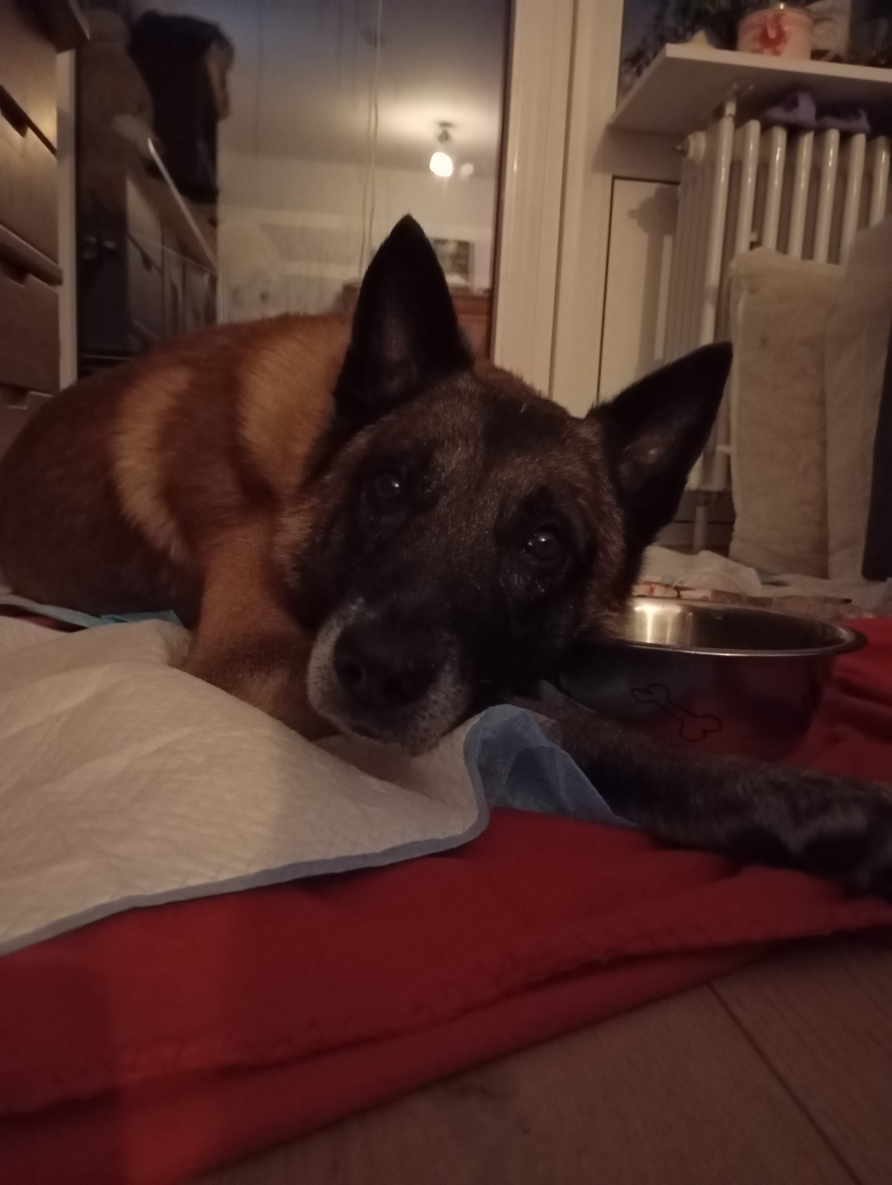 Mein kranker Hund-Dingo ist gestorben - Schulden geblieben campaign photo, 5 of 7