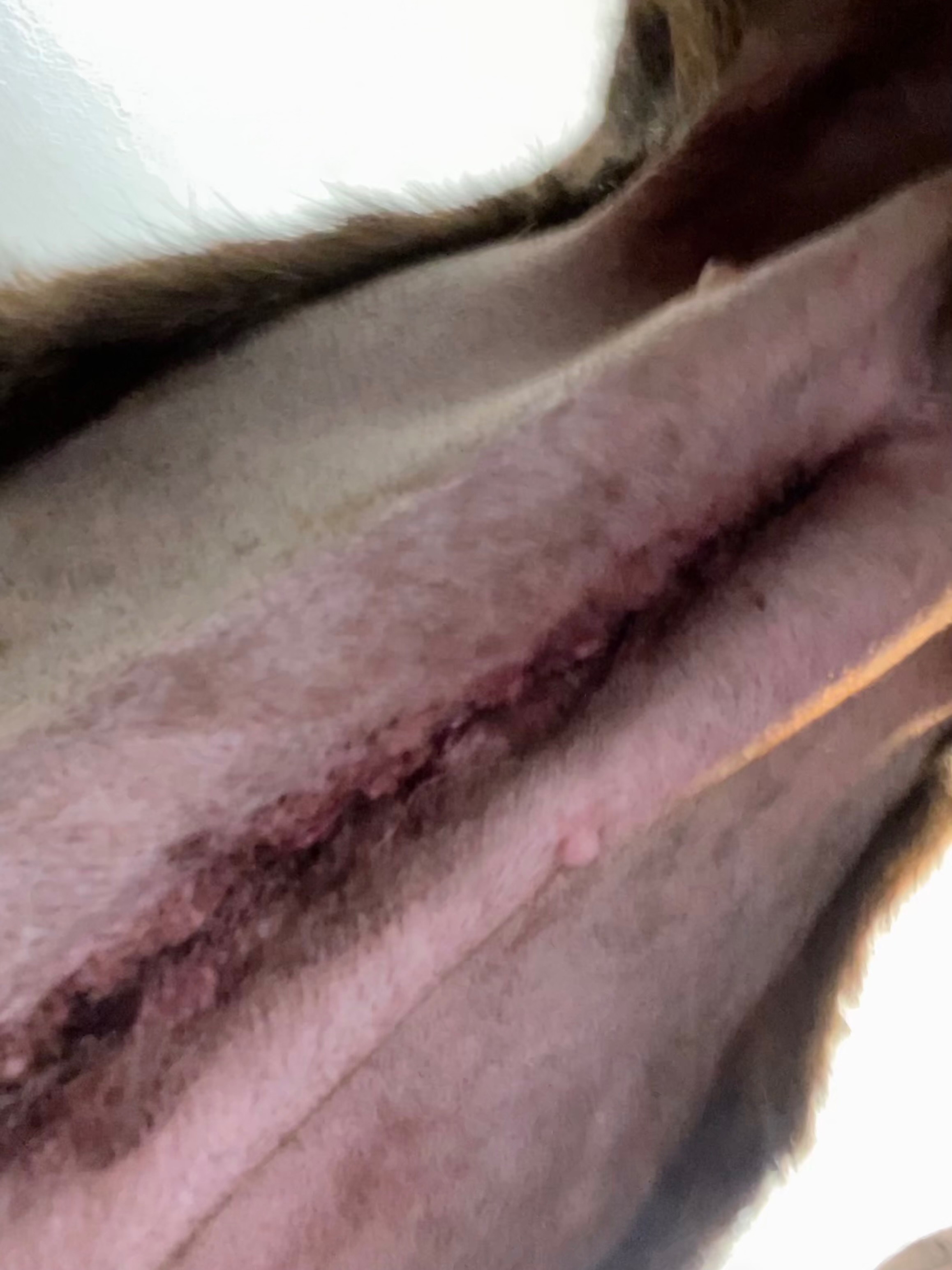 Help Rutledge Recover & Get Winston His Surgery sooner campaign photo, 4 of 8