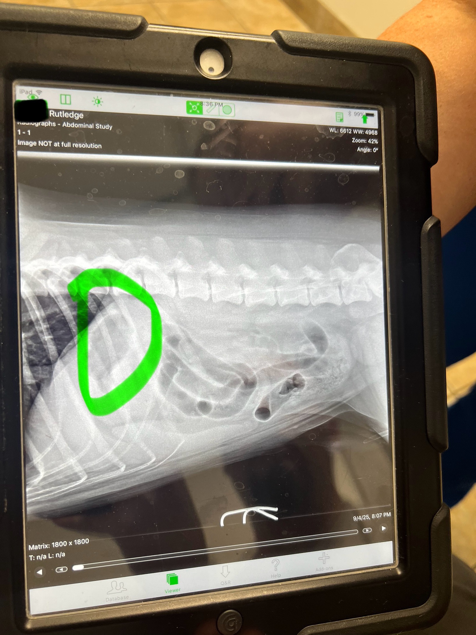 Help Rutledge Recover & Get Winston His Surgery sooner campaign photo, 5 of 8