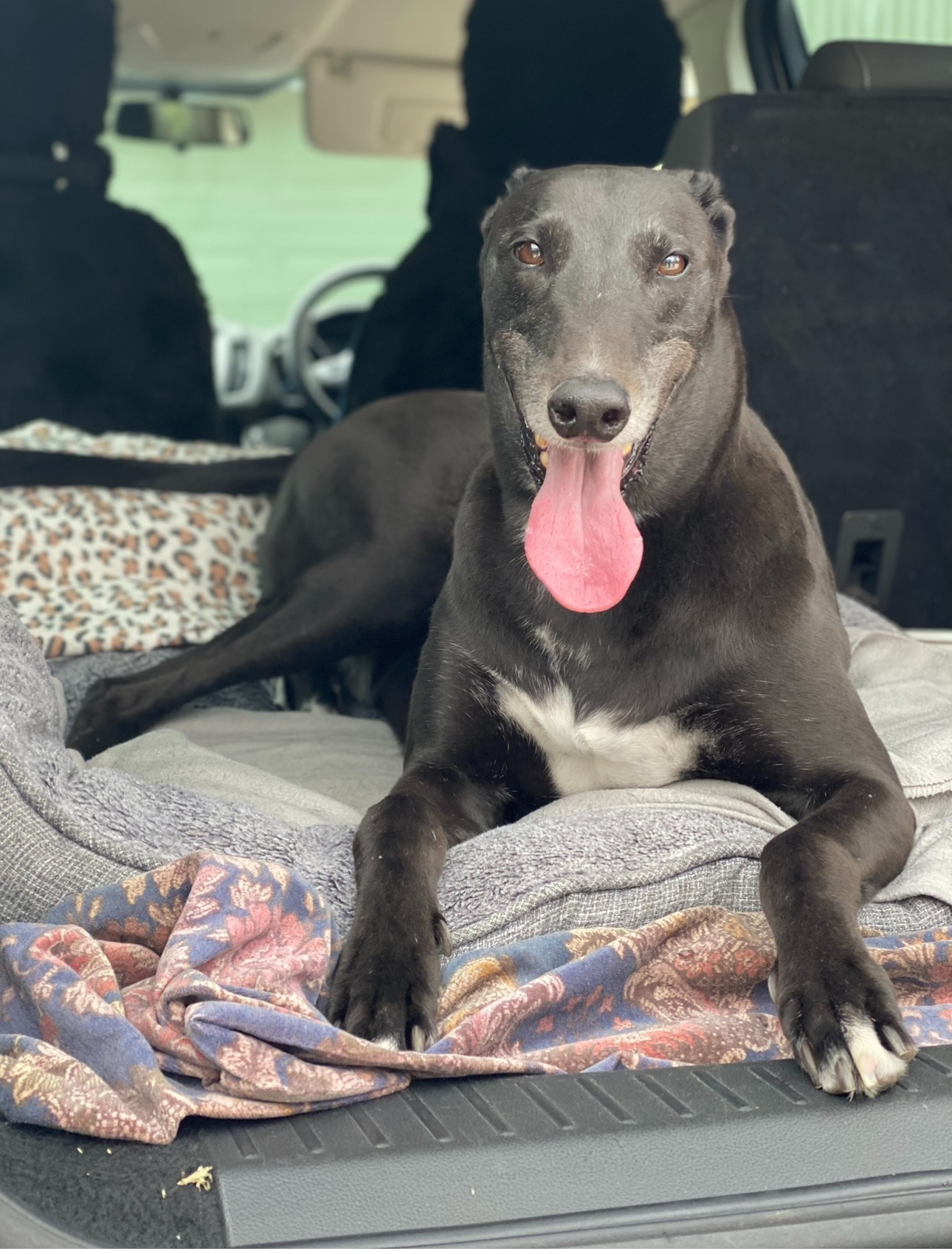 Help Viper the Greyhound Breathe Again campaign photo, 7 of 8