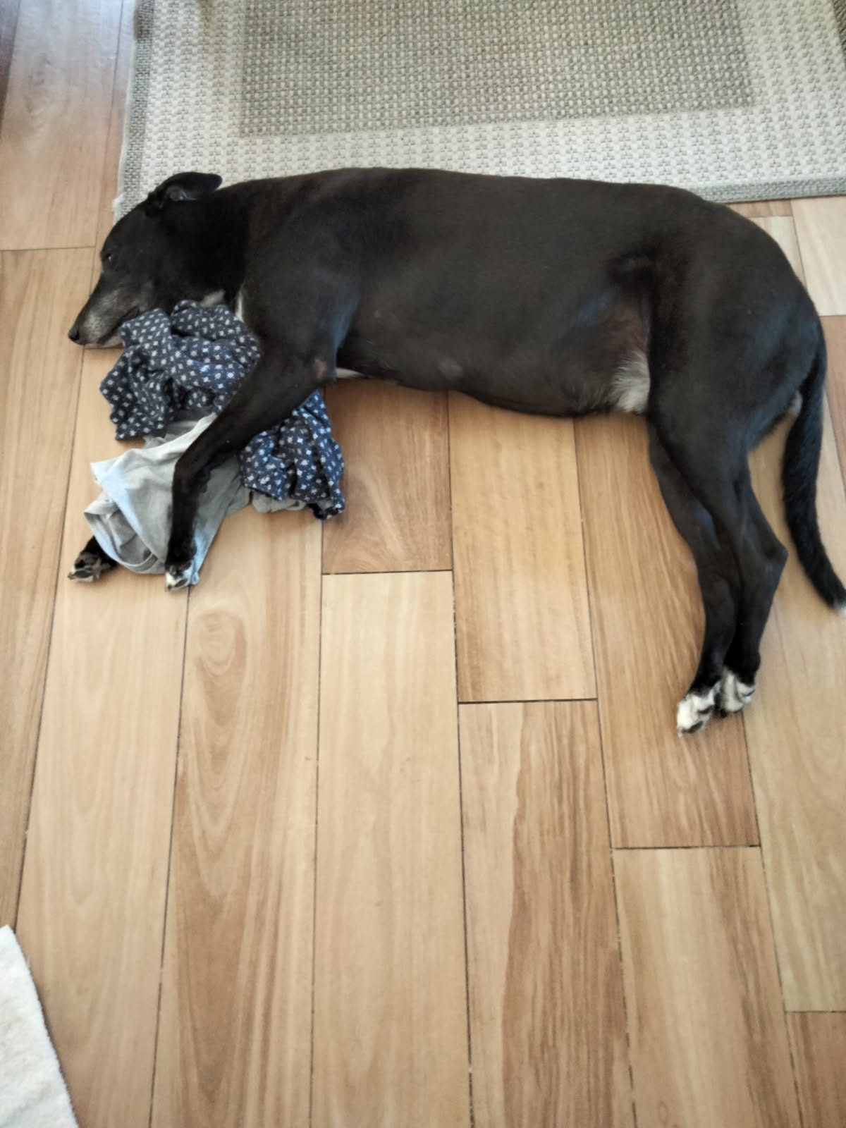 Help Viper the Greyhound Breathe Again campaign photo, 2 of 8