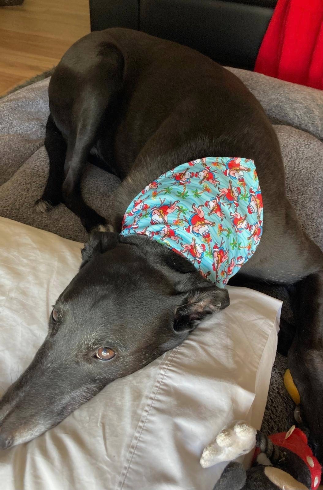 Help Viper the Greyhound Breathe Again campaign photo, 5 of 8