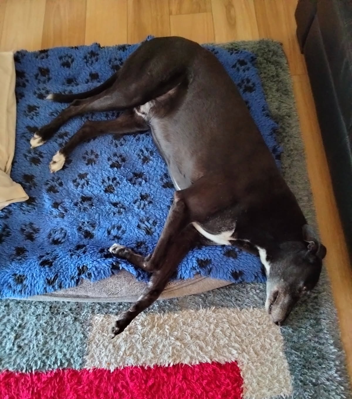 Help Viper the Greyhound Breathe Again campaign photo, 6 of 8