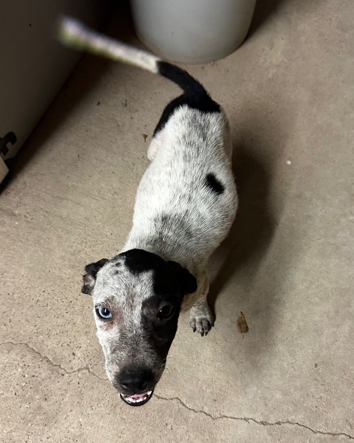 Puppy With Broken Leg campaign photo, 5 of 6