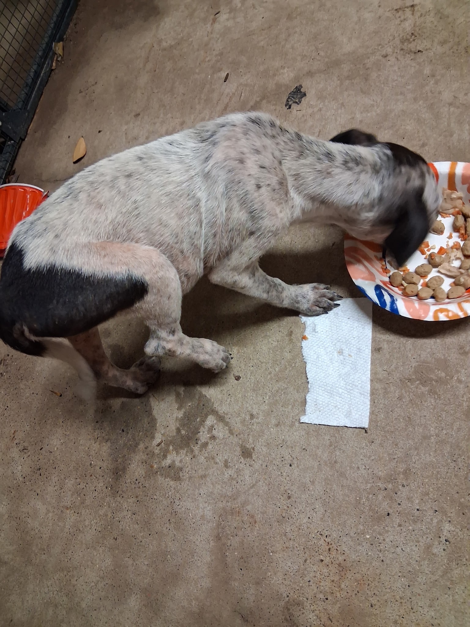 Puppy With Broken Leg campaign photo, 2 of 6