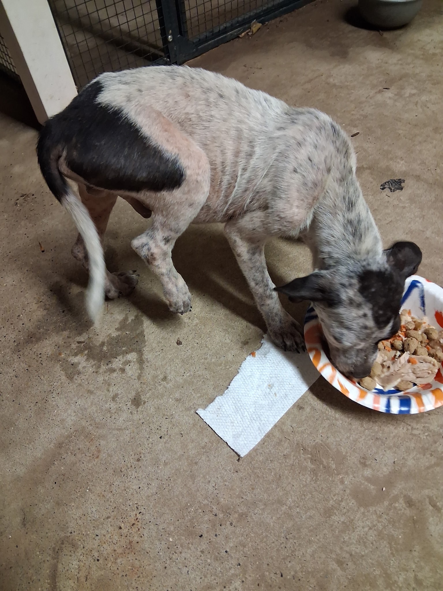Puppy With Broken Leg campaign photo, 4 of 6