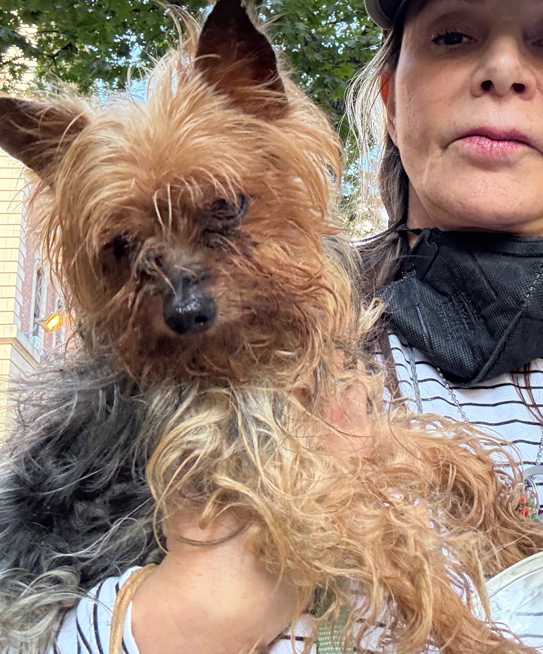 URGENT!!  Tiny yorkie needs surgery this week!!!! campaign photo, 7 of 8