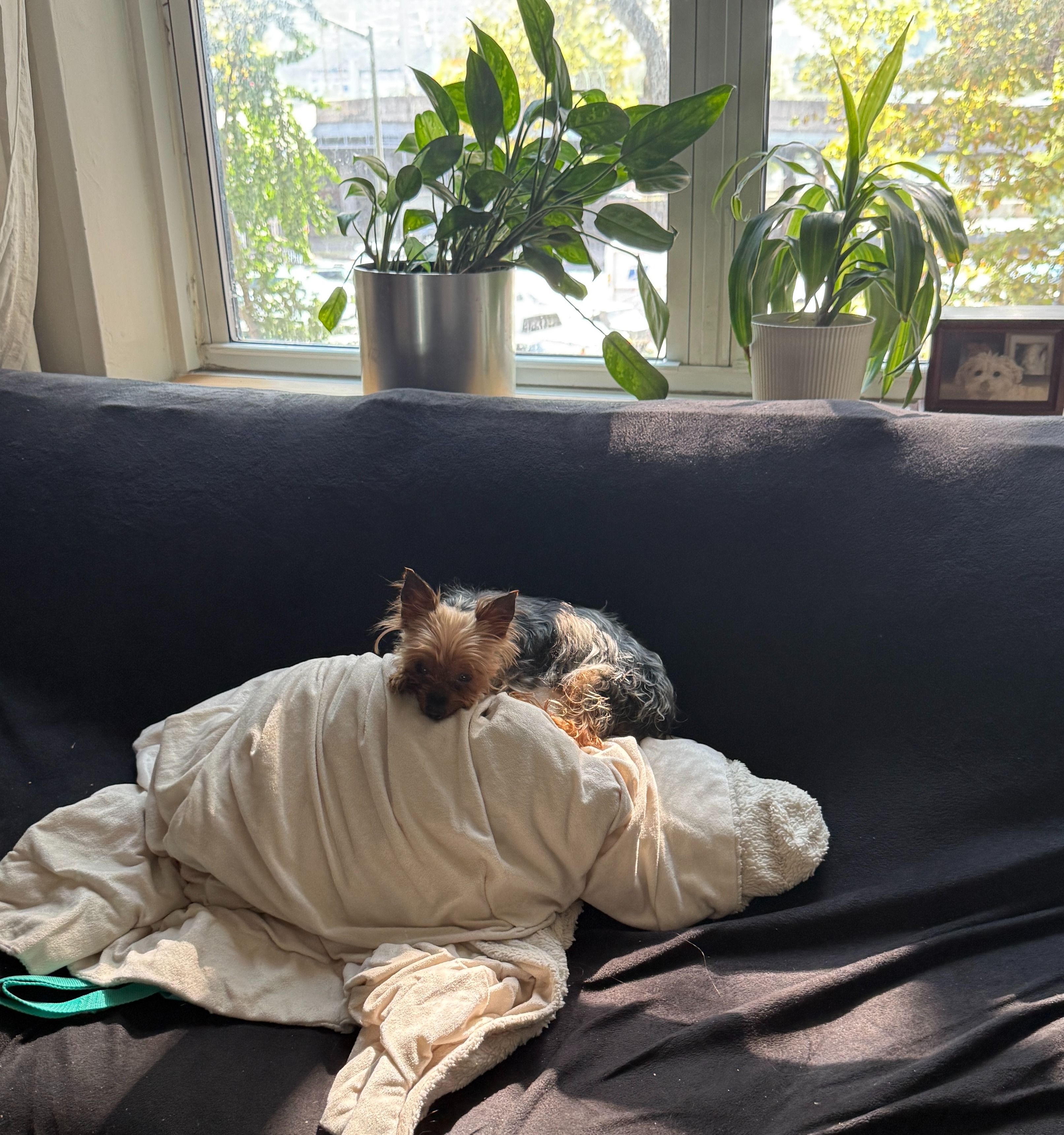 URGENT!!  Tiny yorkie needs surgery this week!!!! campaign photo, 2 of 8