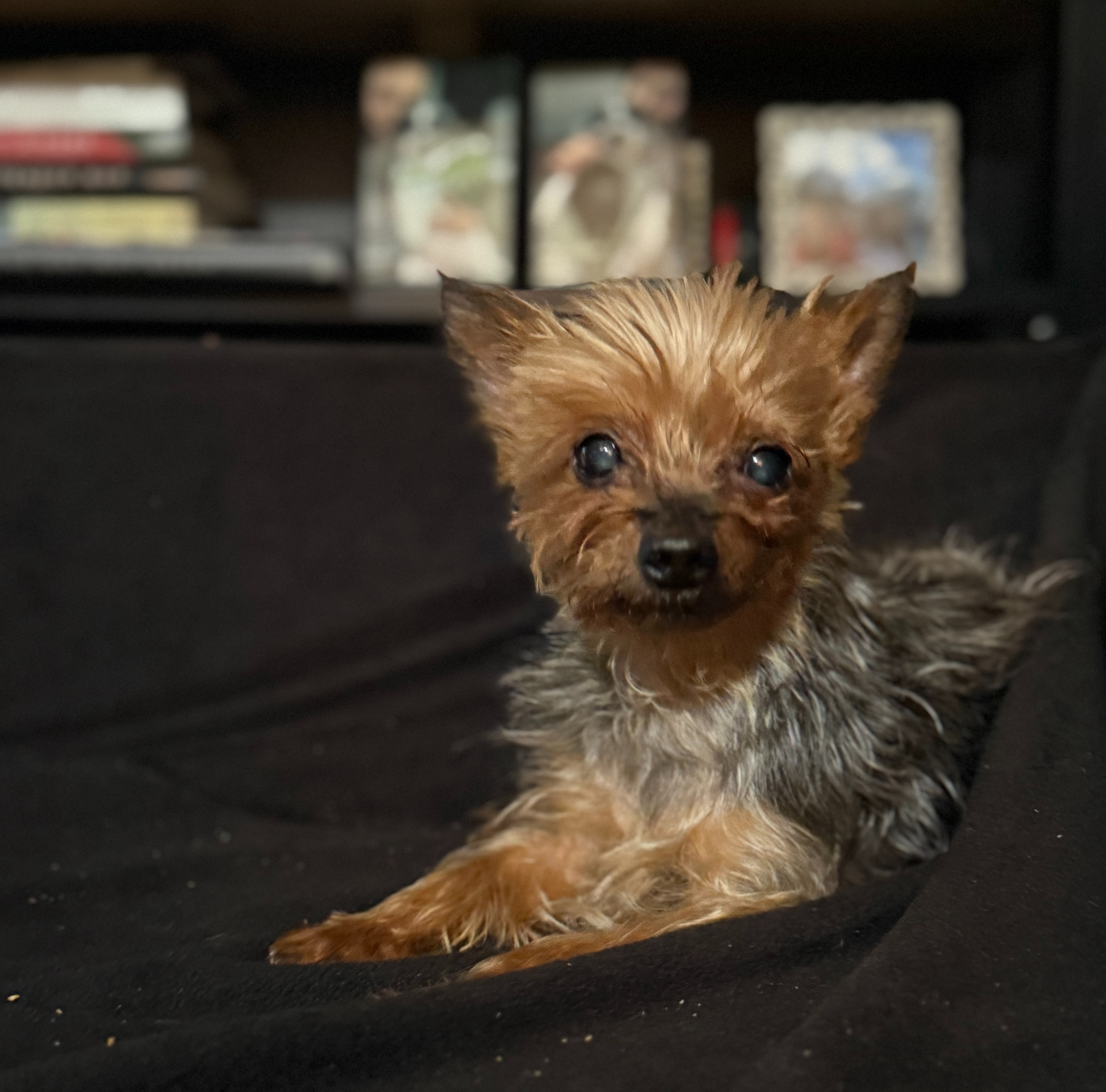 URGENT!!  Tiny yorkie needs surgery this week!!!! campaign photo, 4 of 8