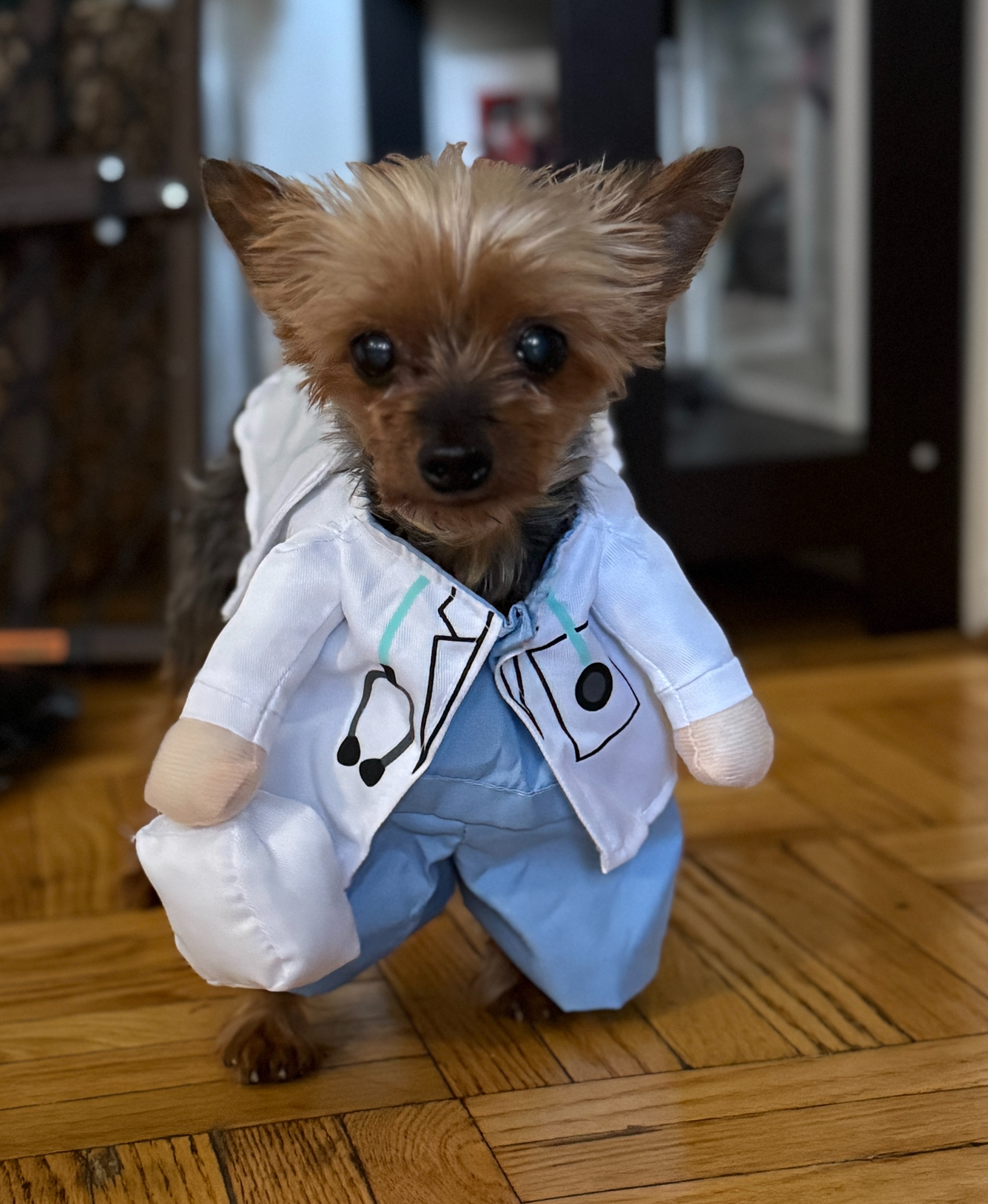 URGENT!!  Tiny yorkie needs surgery this week!!!! campaign photo, 5 of 8