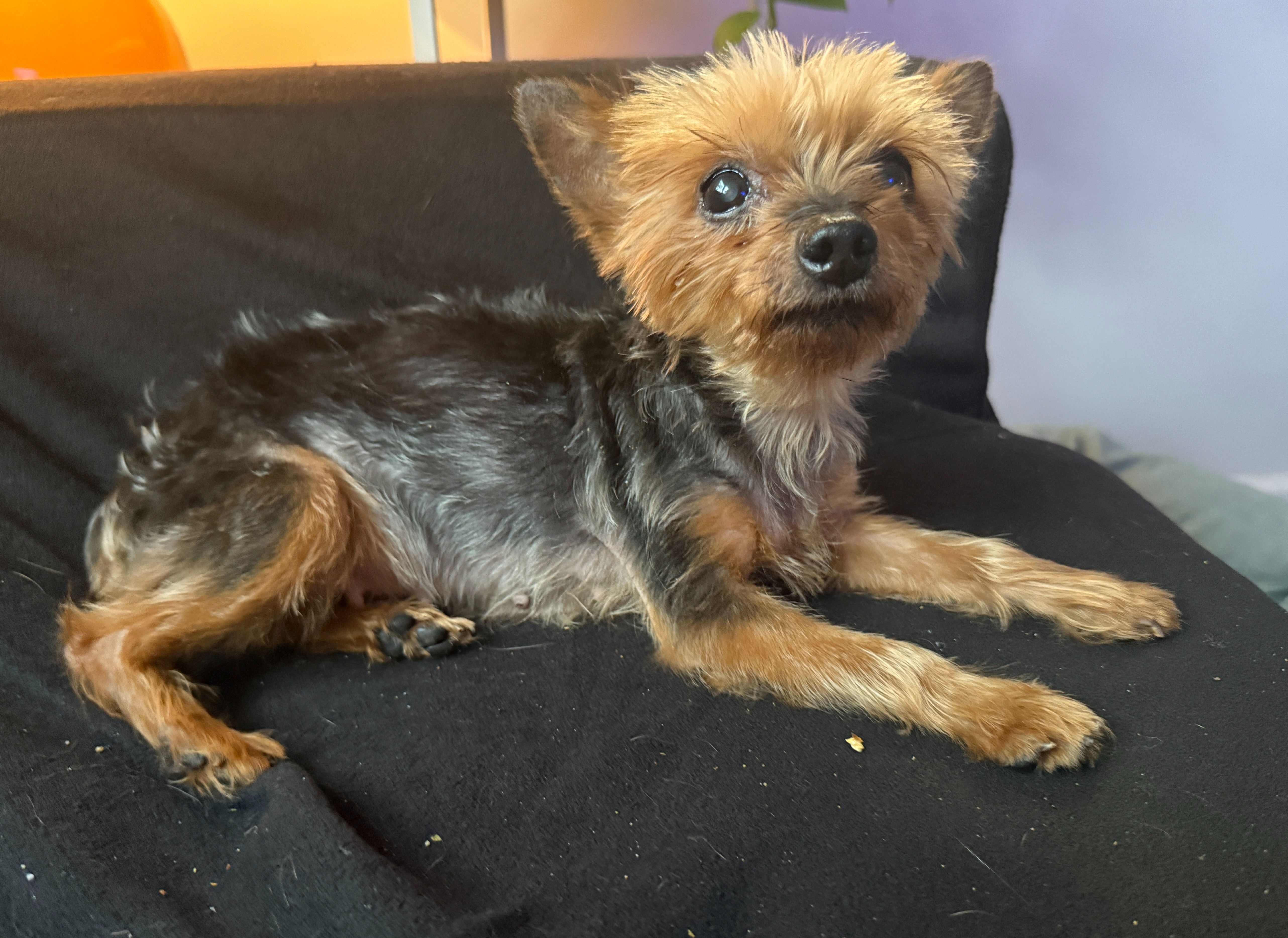 URGENT!!  Tiny yorkie needs surgery this week!!!! campaign photo, 6 of 8