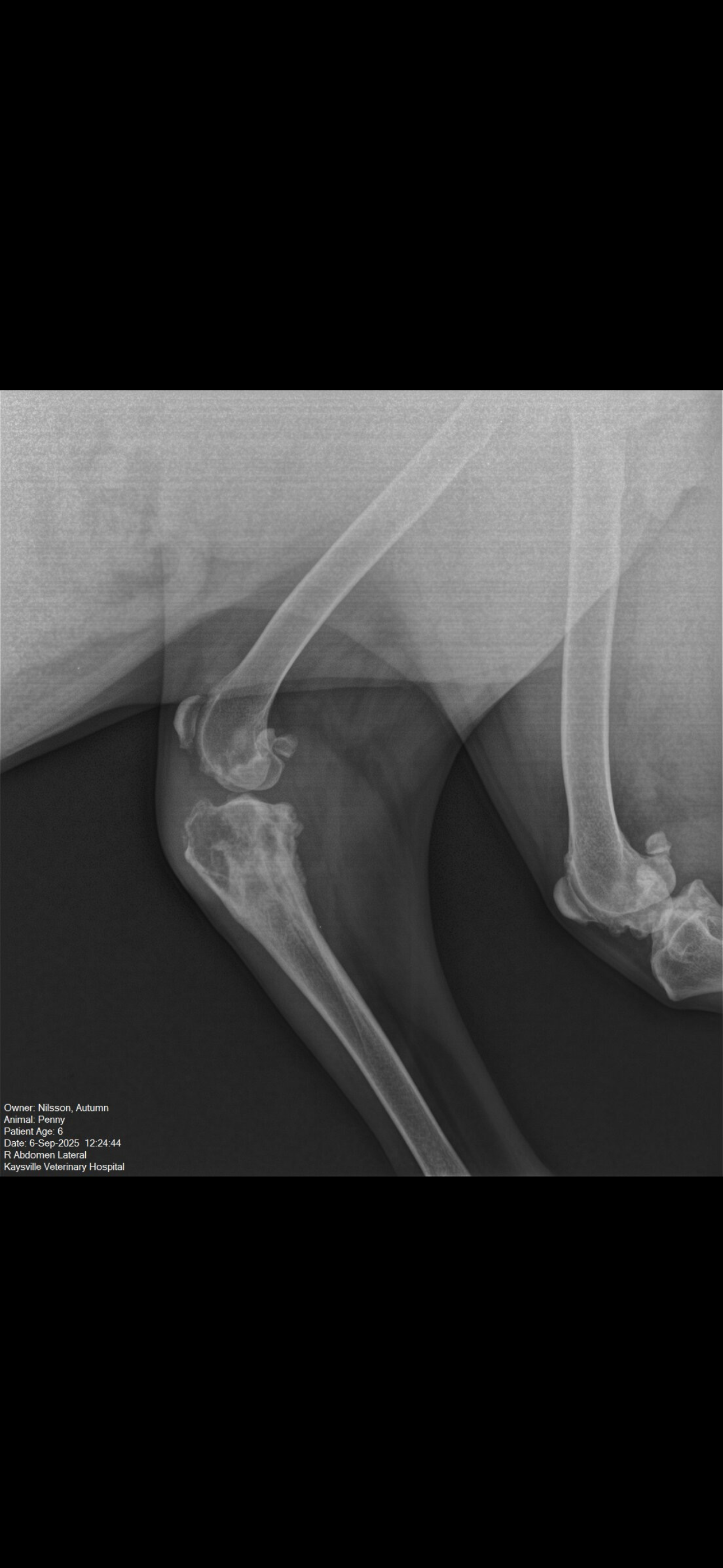 Support Penny's Fight Against Bone Cancer campaign photo, 5 of 8