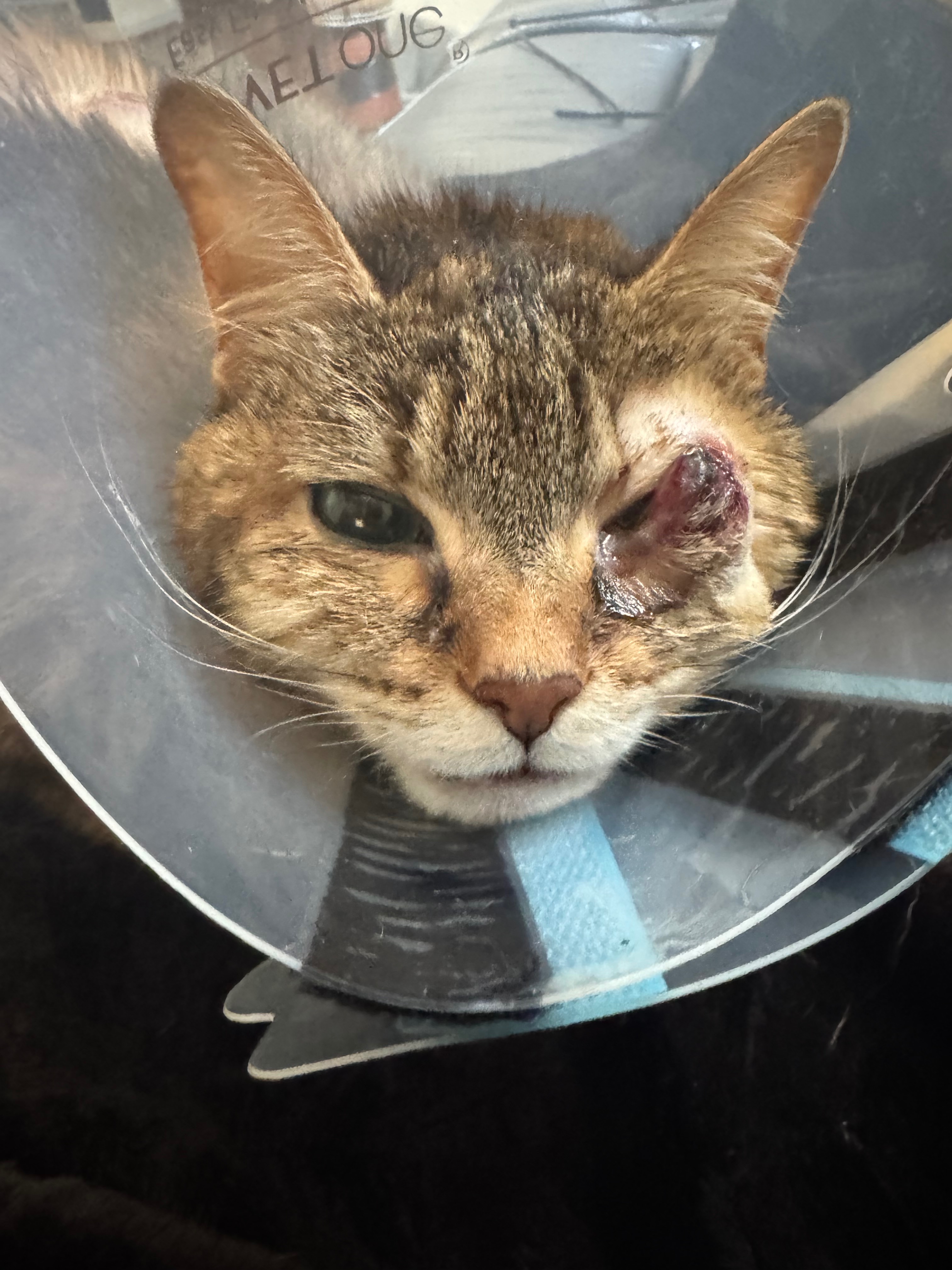 Help our sweet cat Penny campaign photo, 2 of 8