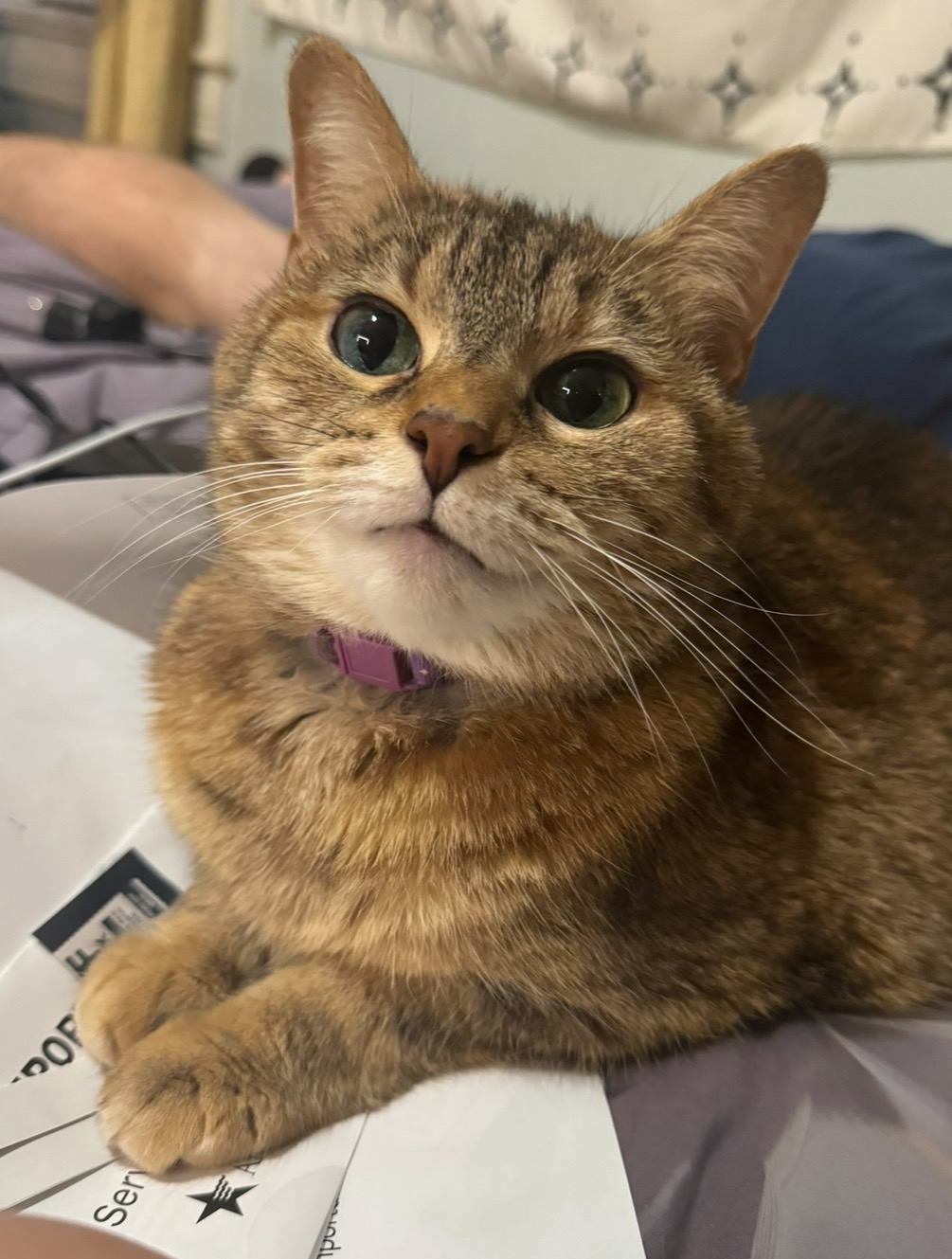 Help our sweet cat Penny campaign photo, 5 of 8