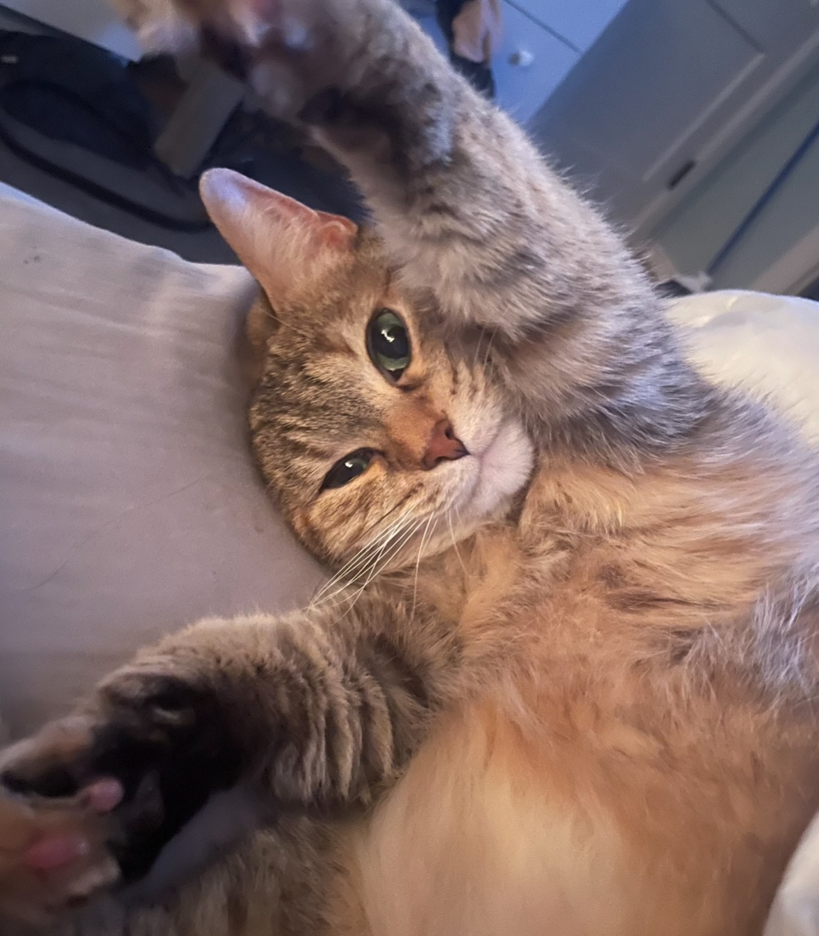 Help our sweet cat Penny campaign photo, 6 of 8