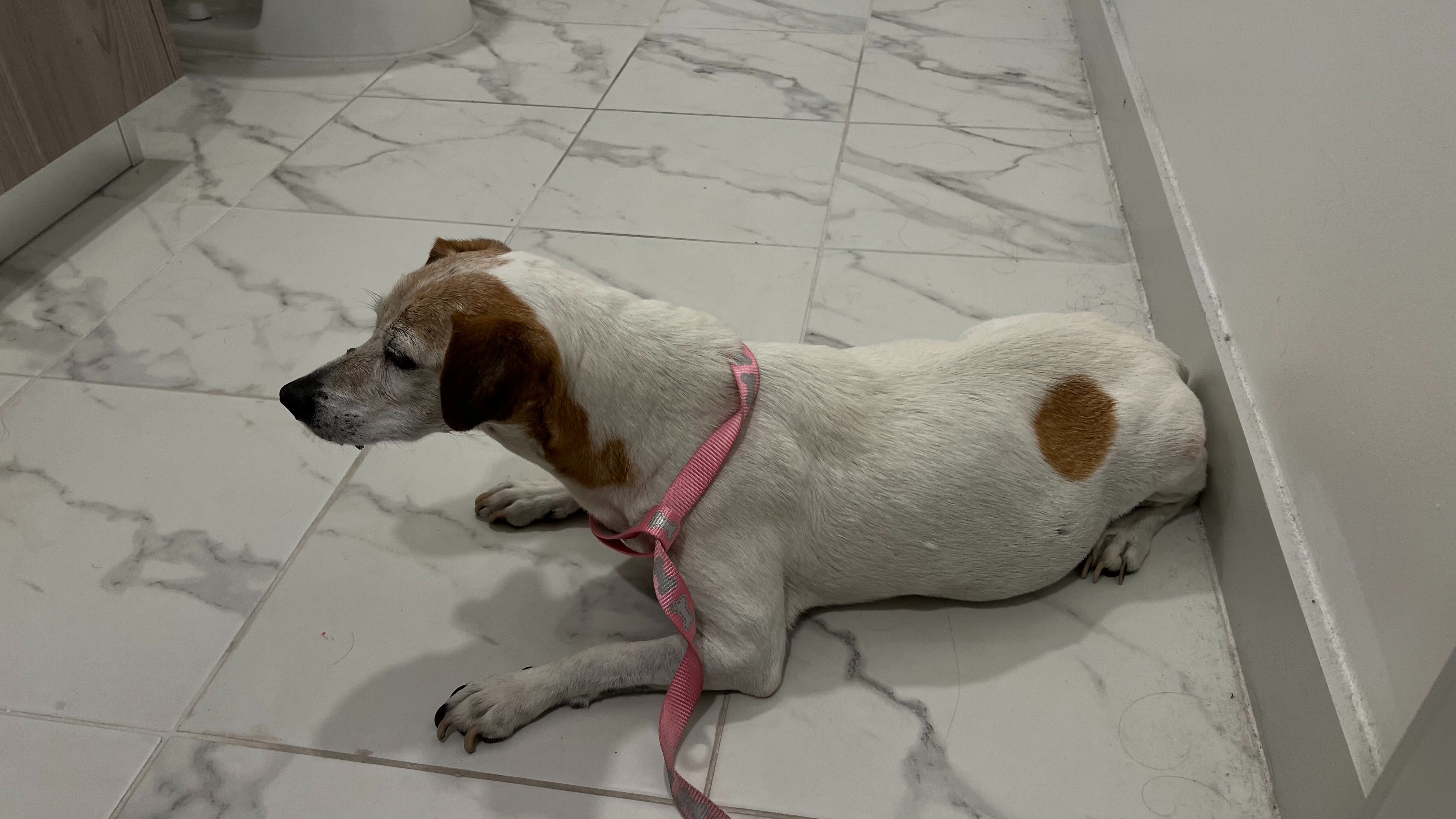 Give This 8 Year Old Babygirl A Second Chance At Life campaign photo, 6 of 7