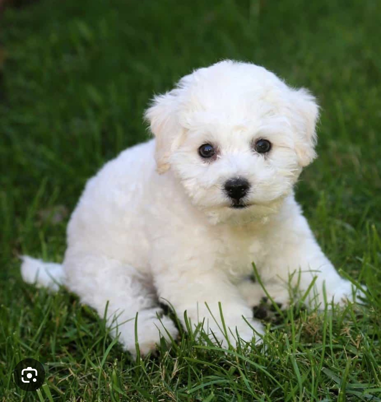 Richard’s Memorial Puppy Fund campaign photo, 2 of 4