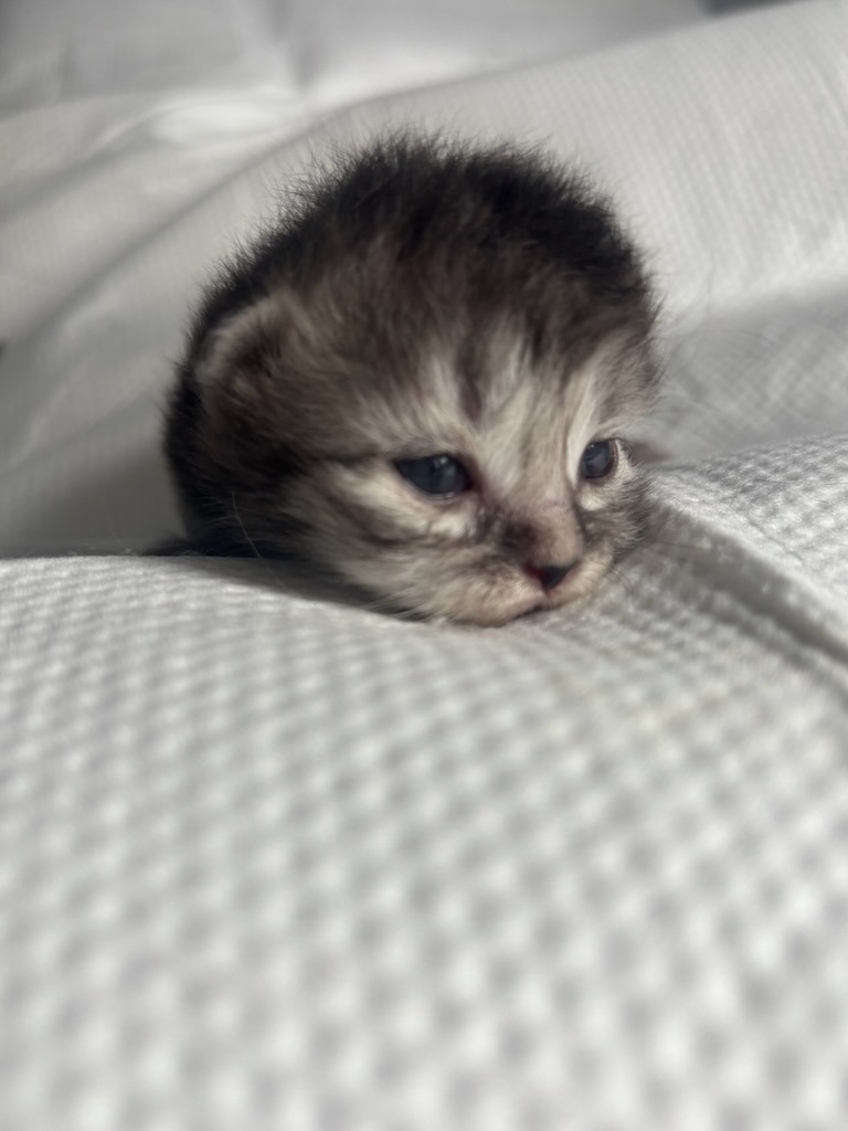 Help pay the surgery that saved the life of cat and kittens! campaign photo, 2 of 8