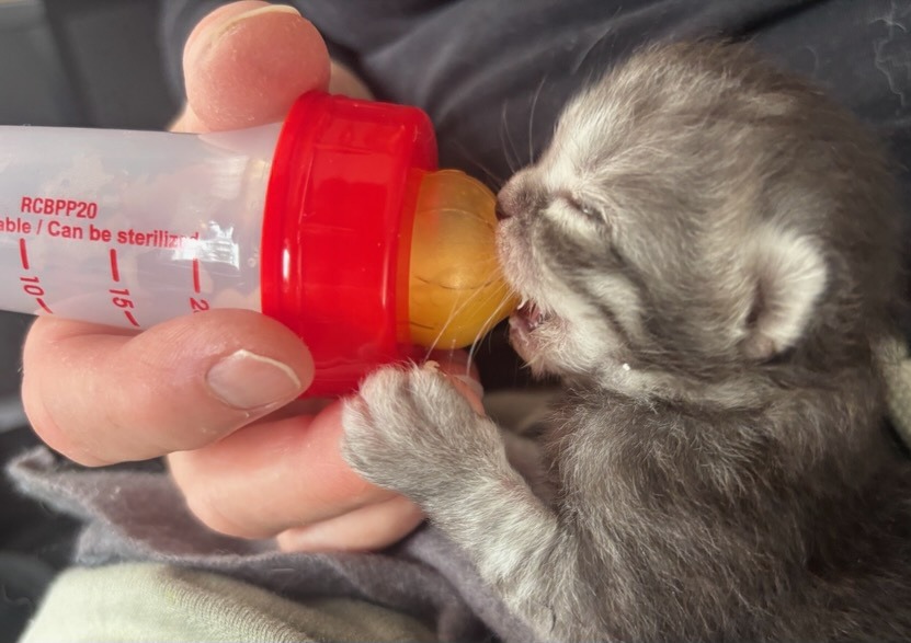 Help pay the surgery that saved the life of cat and kittens! campaign photo, 7 of 8