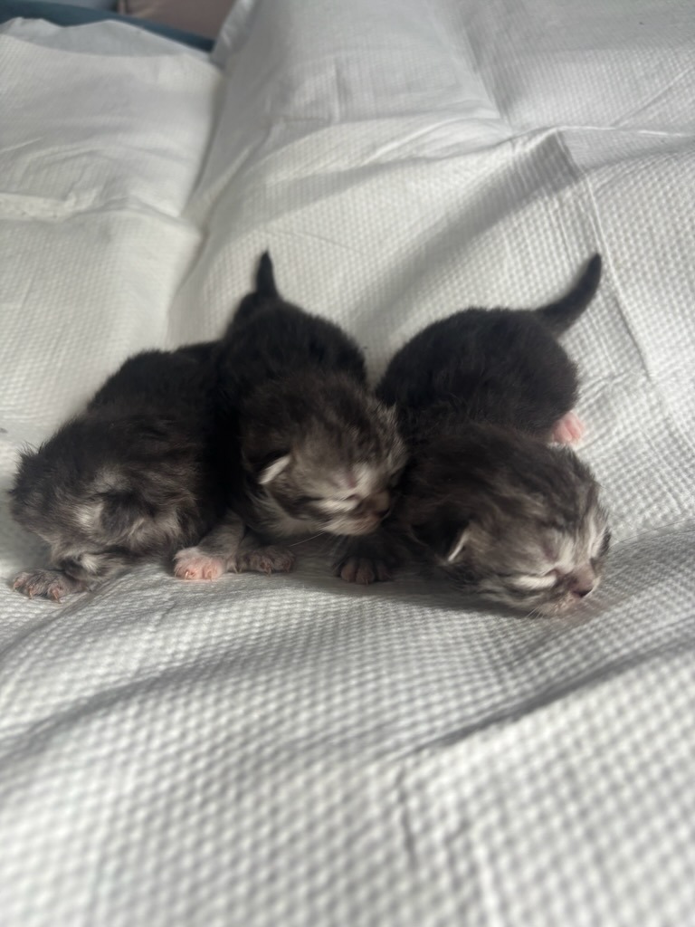 Help pay the surgery that saved the life of cat and kittens! campaign photo, 4 of 8