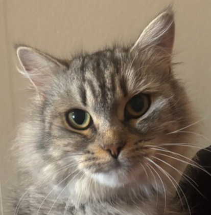 Help pay the surgery that saved the life of cat and kittens! campaign photo, 5 of 8