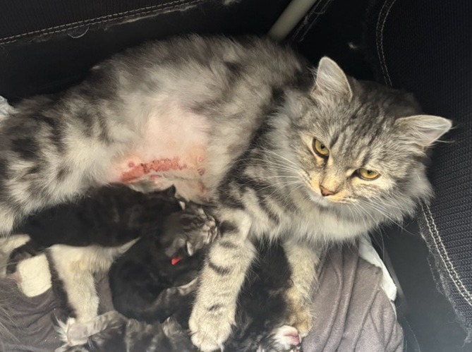 Help pay the surgery that saved the life of cat and kittens! campaign photo, 6 of 8
