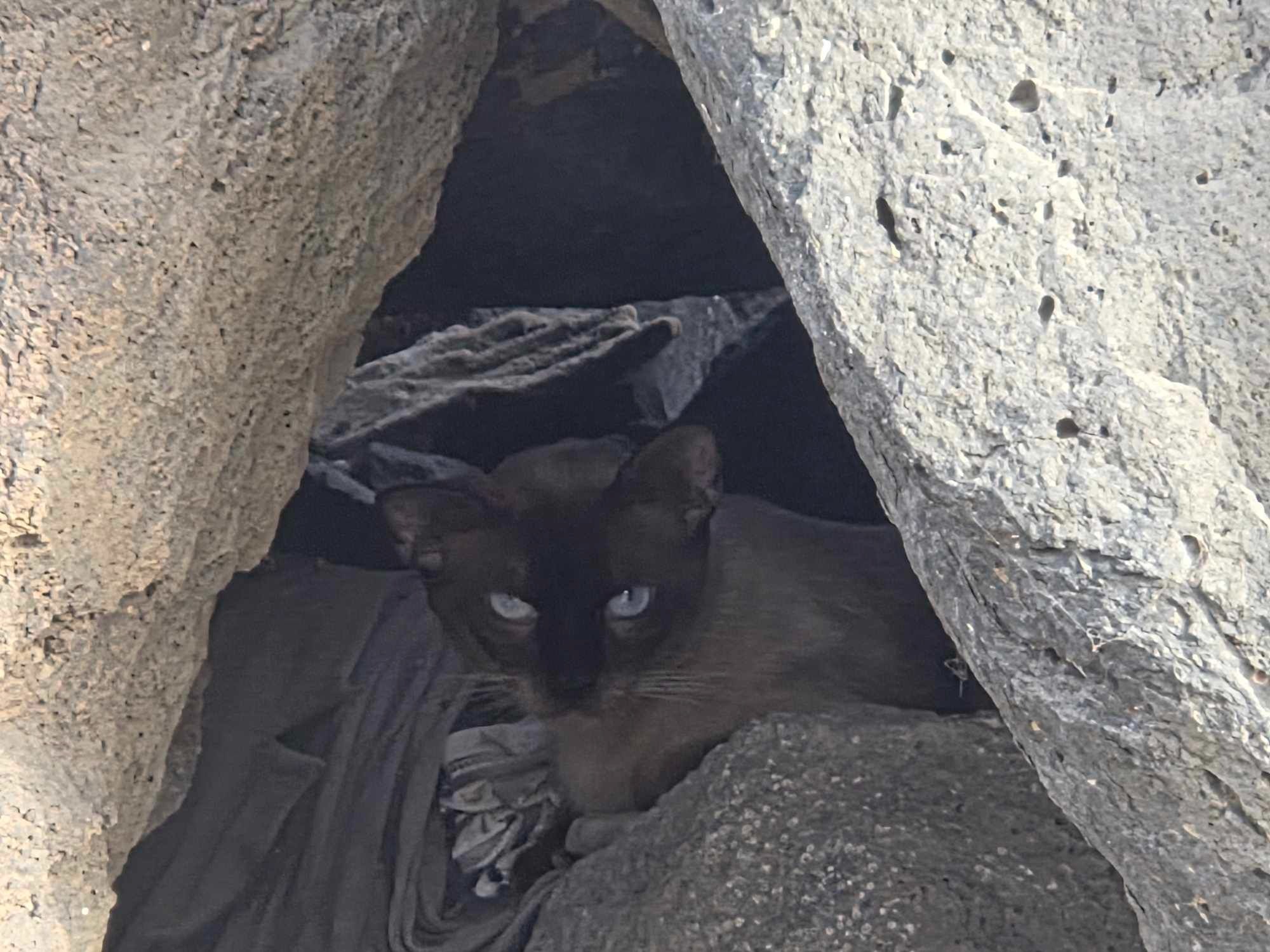 FELINE AID AND CALETA HARBOUR CATS - FUERTEVENTURA campaign photo, 2 of 8
