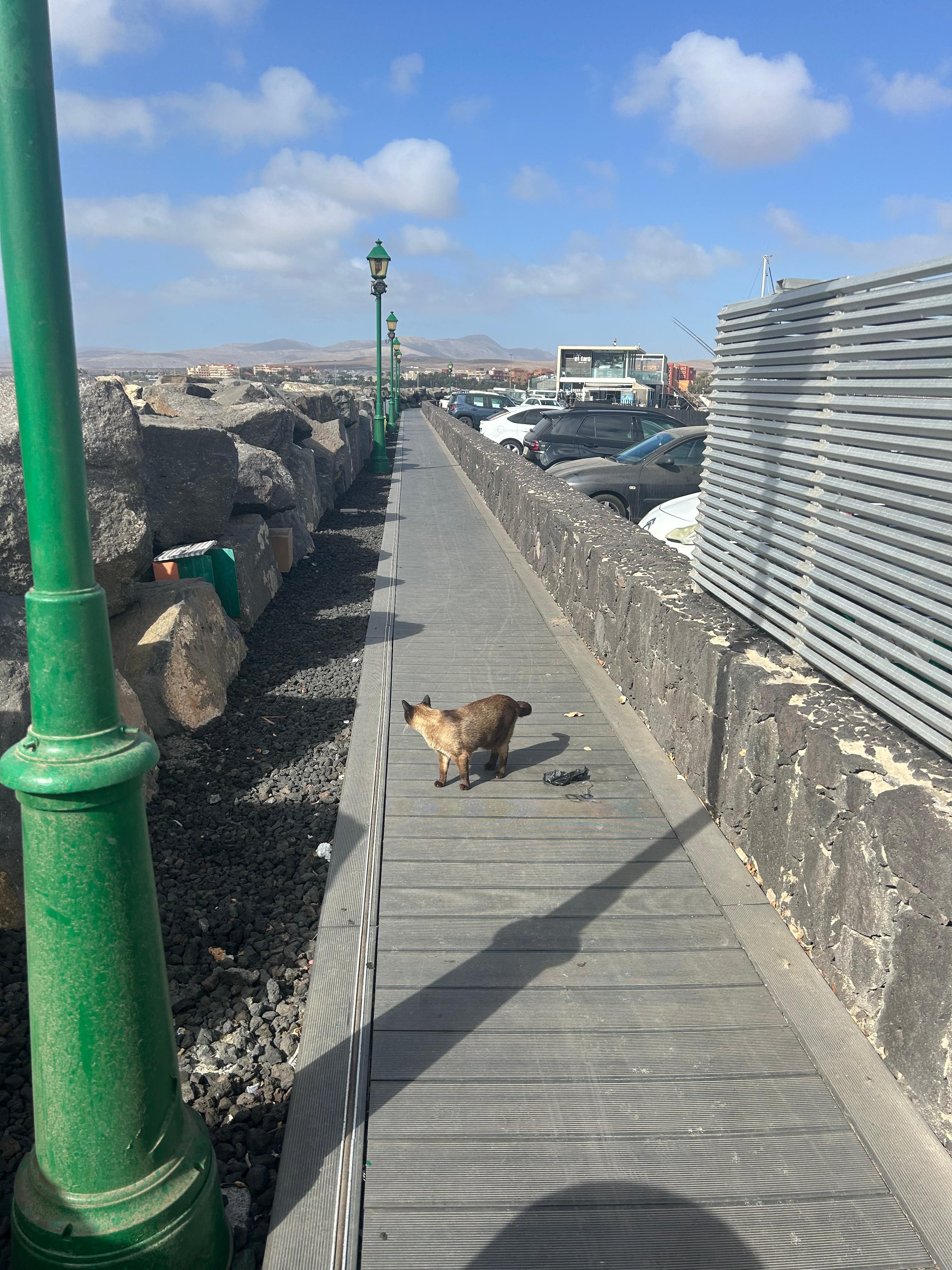 FELINE AID AND CALETA HARBOUR CATS - FUERTEVENTURA campaign photo, 5 of 8